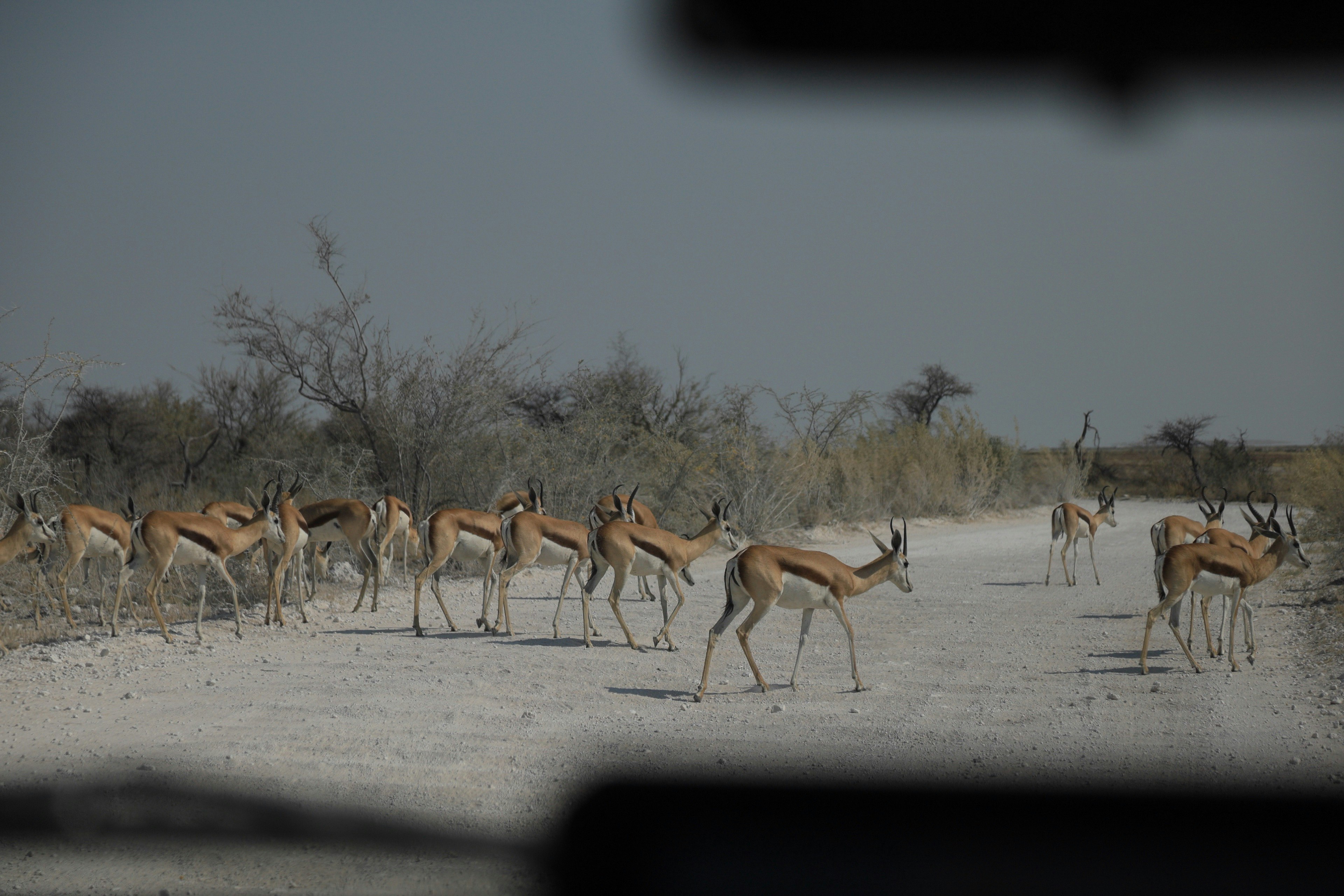 A herd of impalas walking along a dirt road seen through a car window