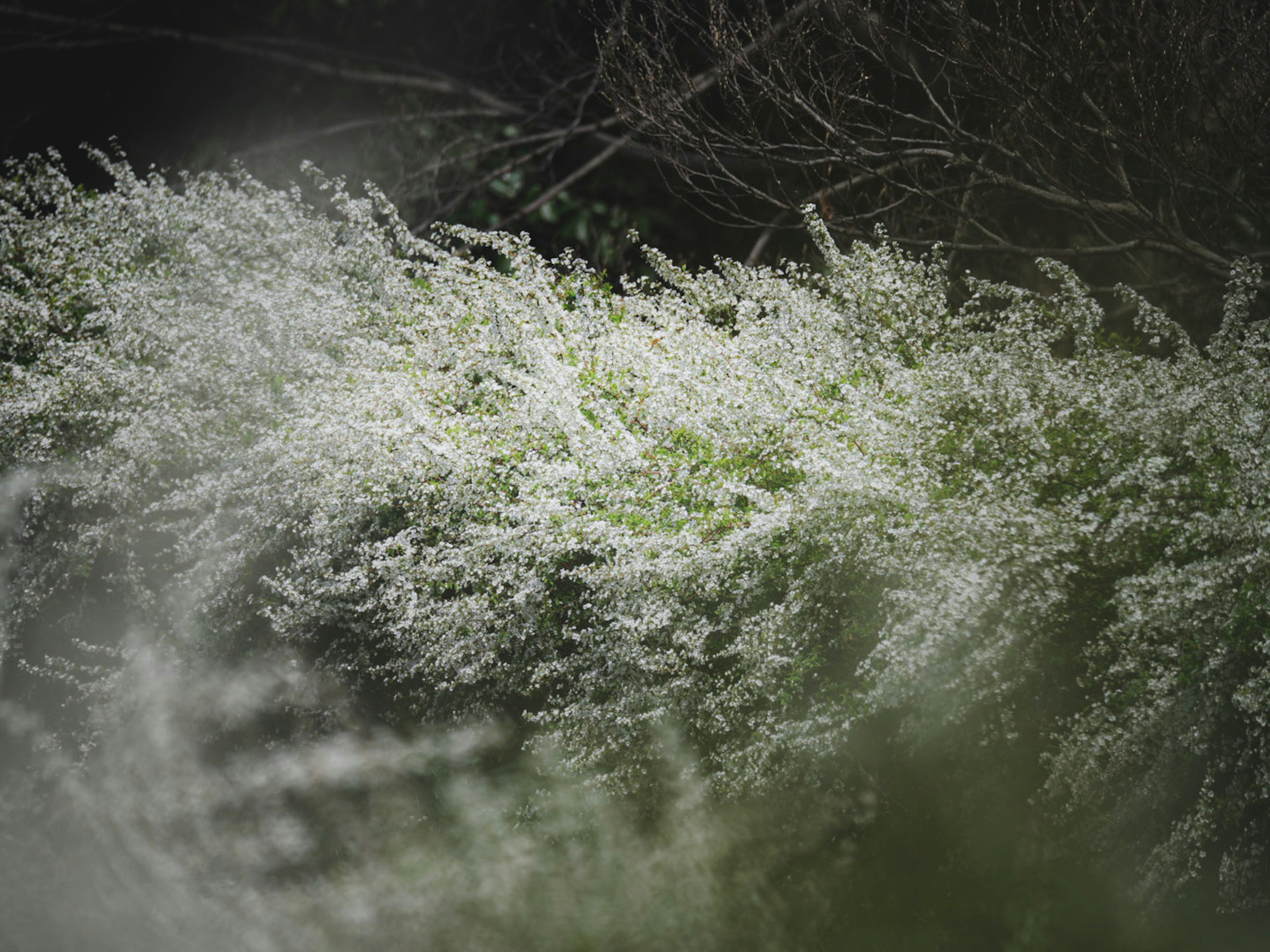 白い花が咲いている植物の群れが薄暗い背景に映える