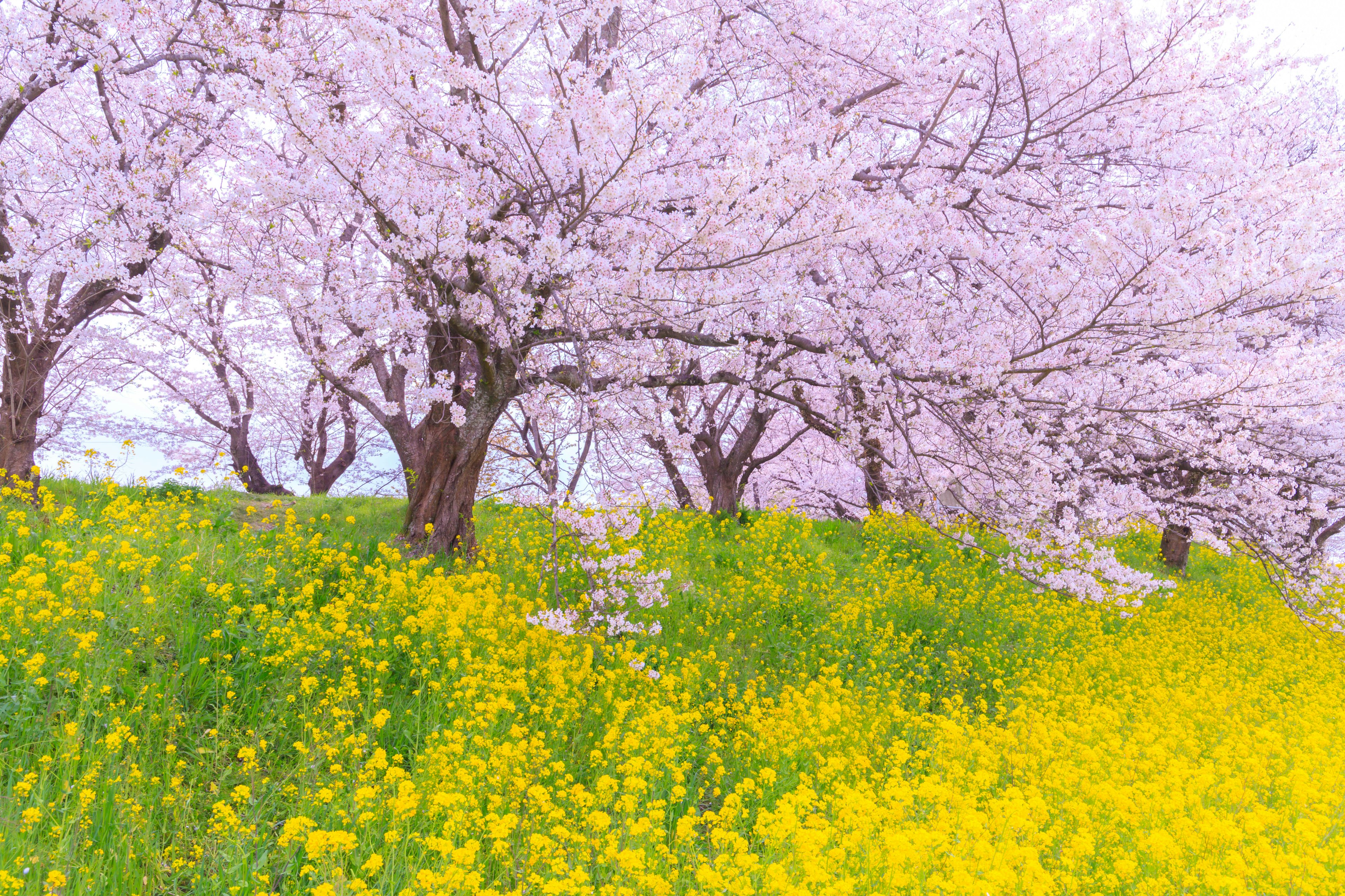 Alberi di ciliegio in fiore con fiori di colza gialli