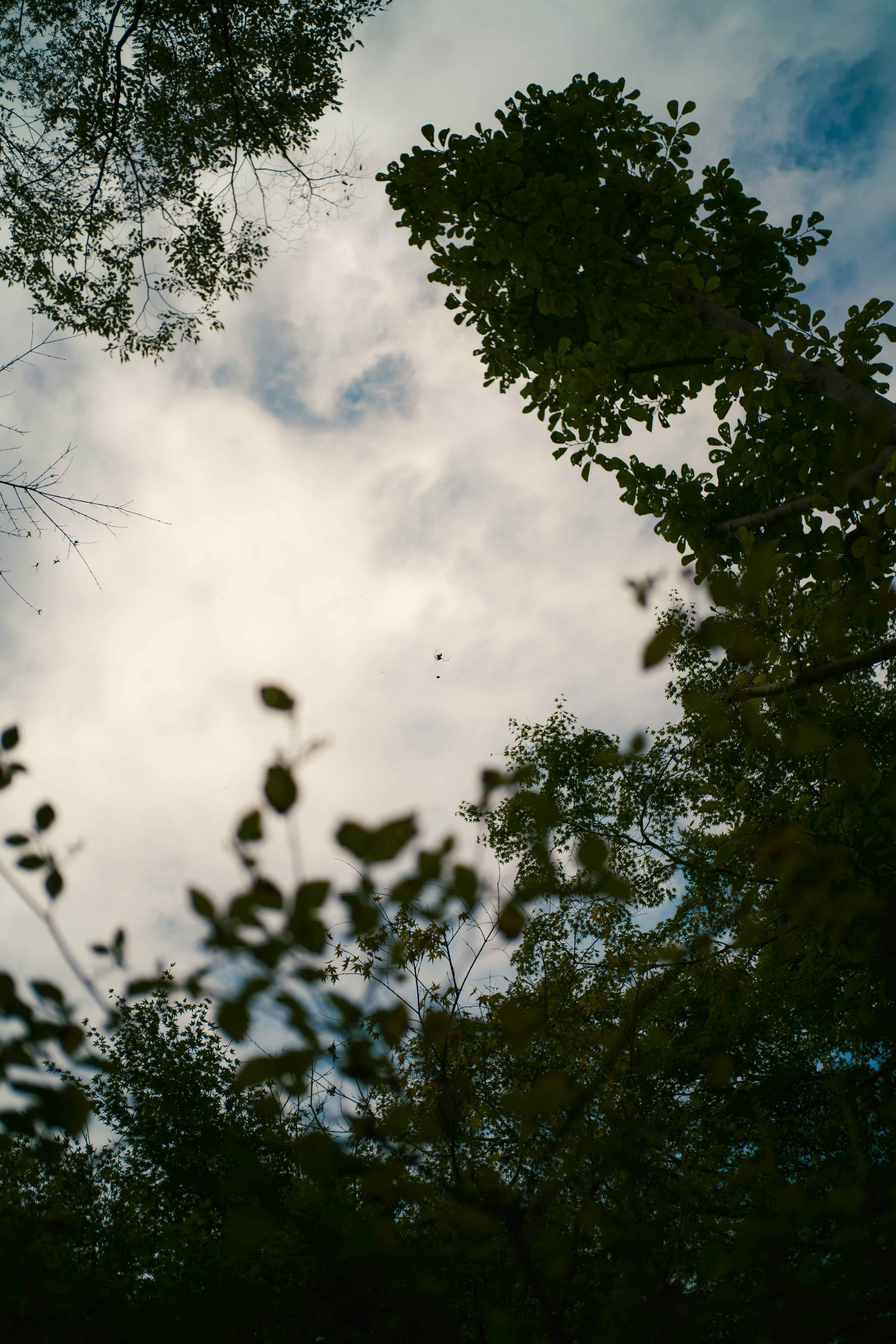 Vista del cielo y las nubes a través de las ramas de los árboles