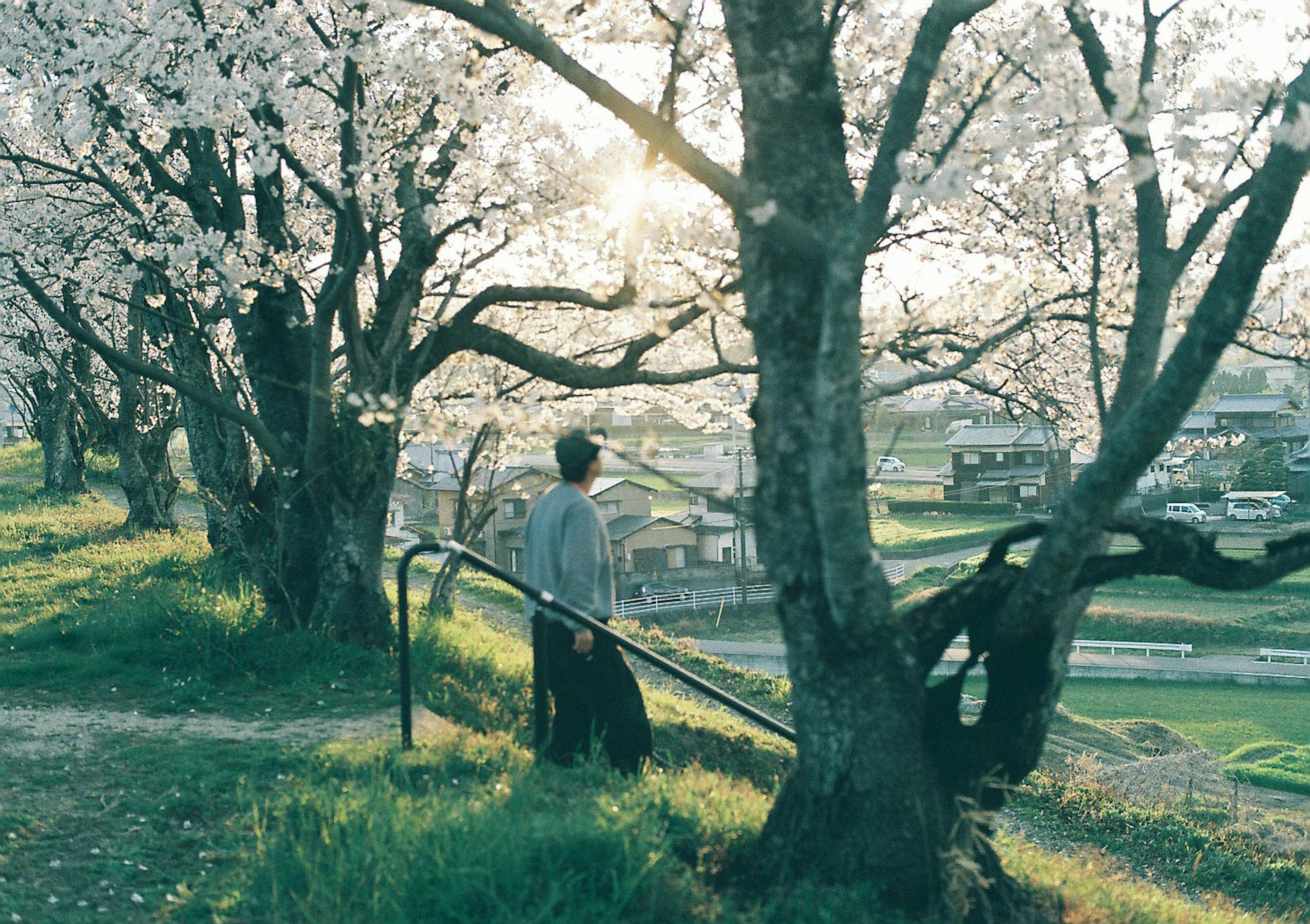 桜の木の下で静かに佇む人物の風景