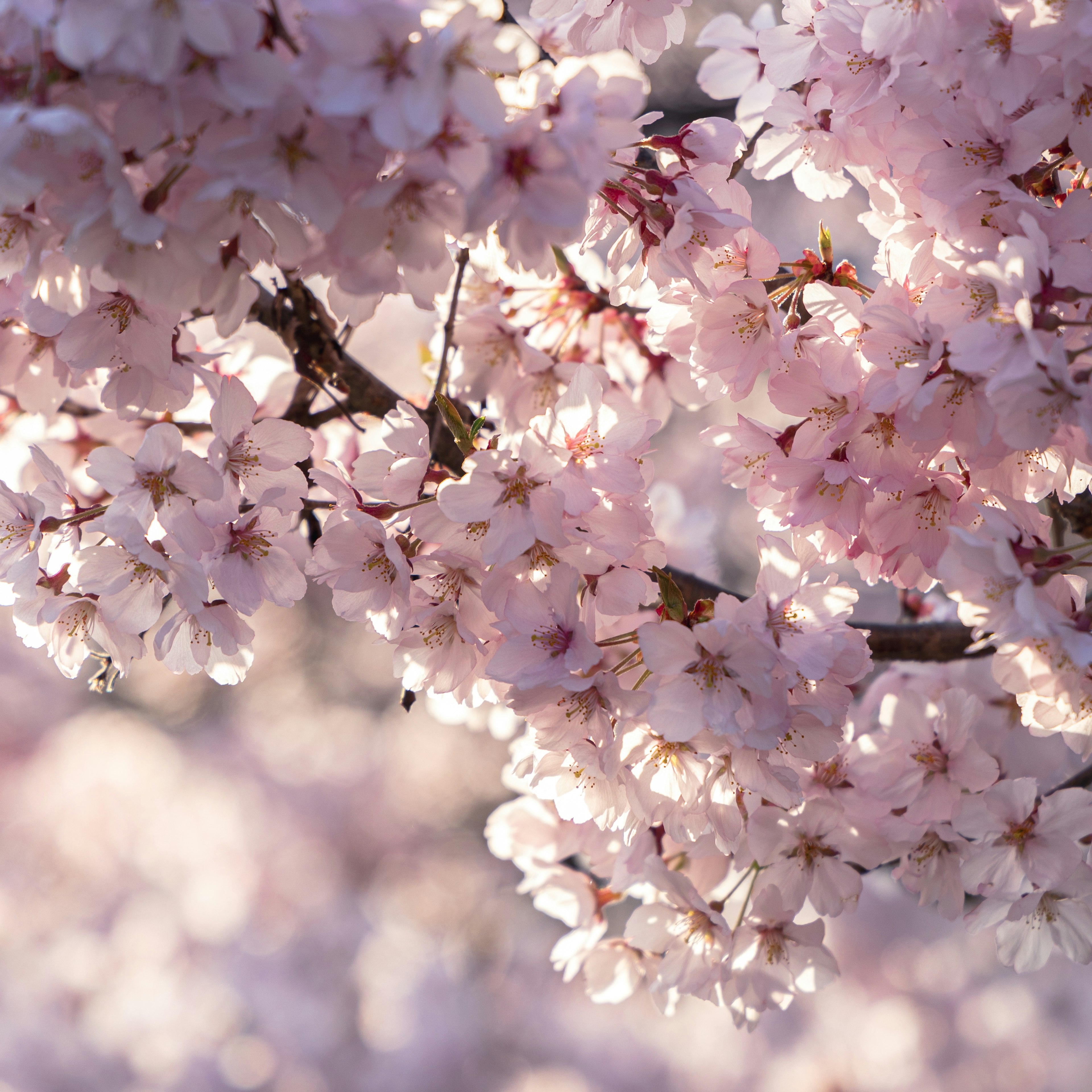 Flores de cerezo en plena floración iluminadas por una luz suave