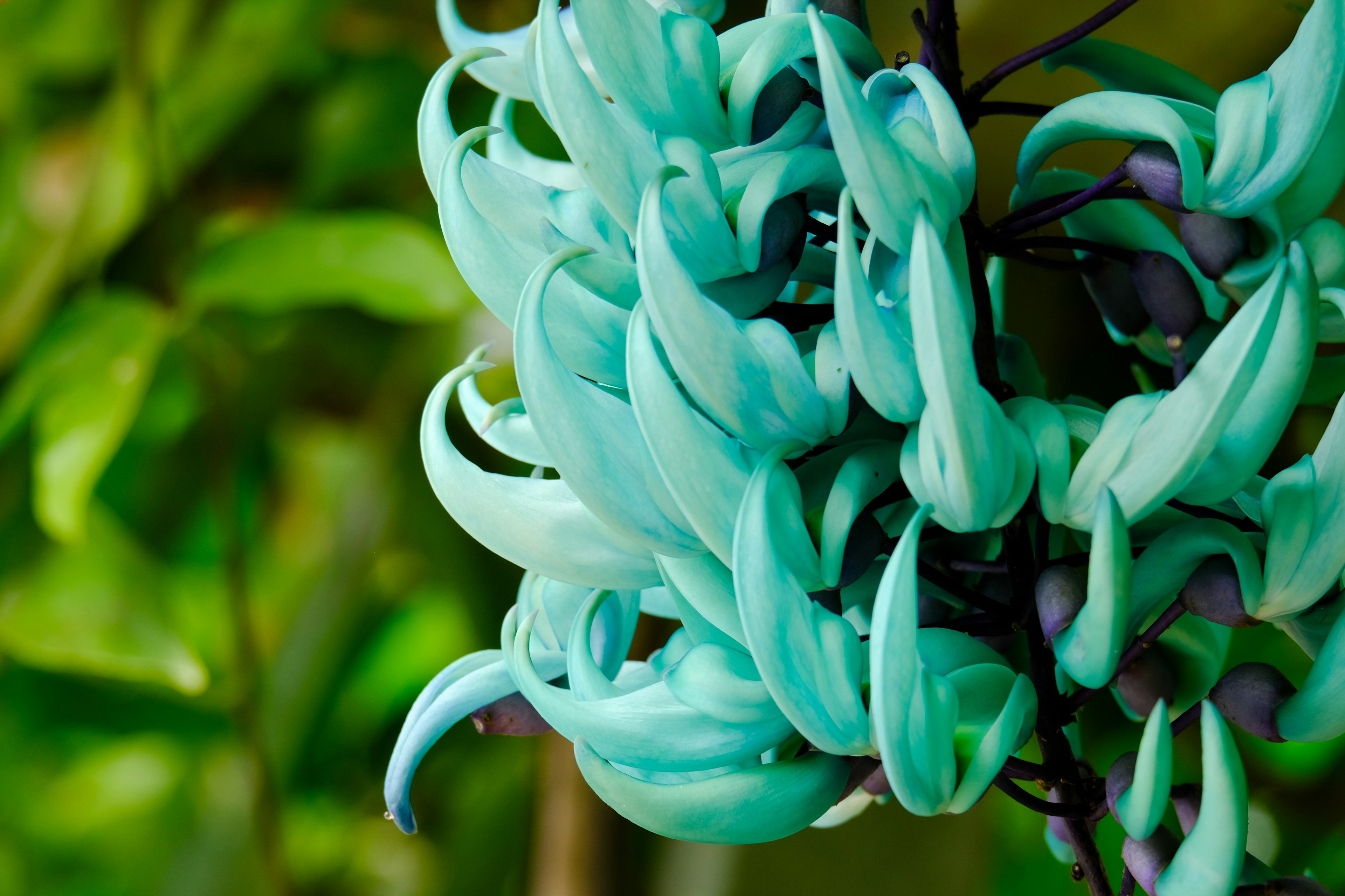 Primo piano di fiori turchesi unici con petali curvi e sfondo verde