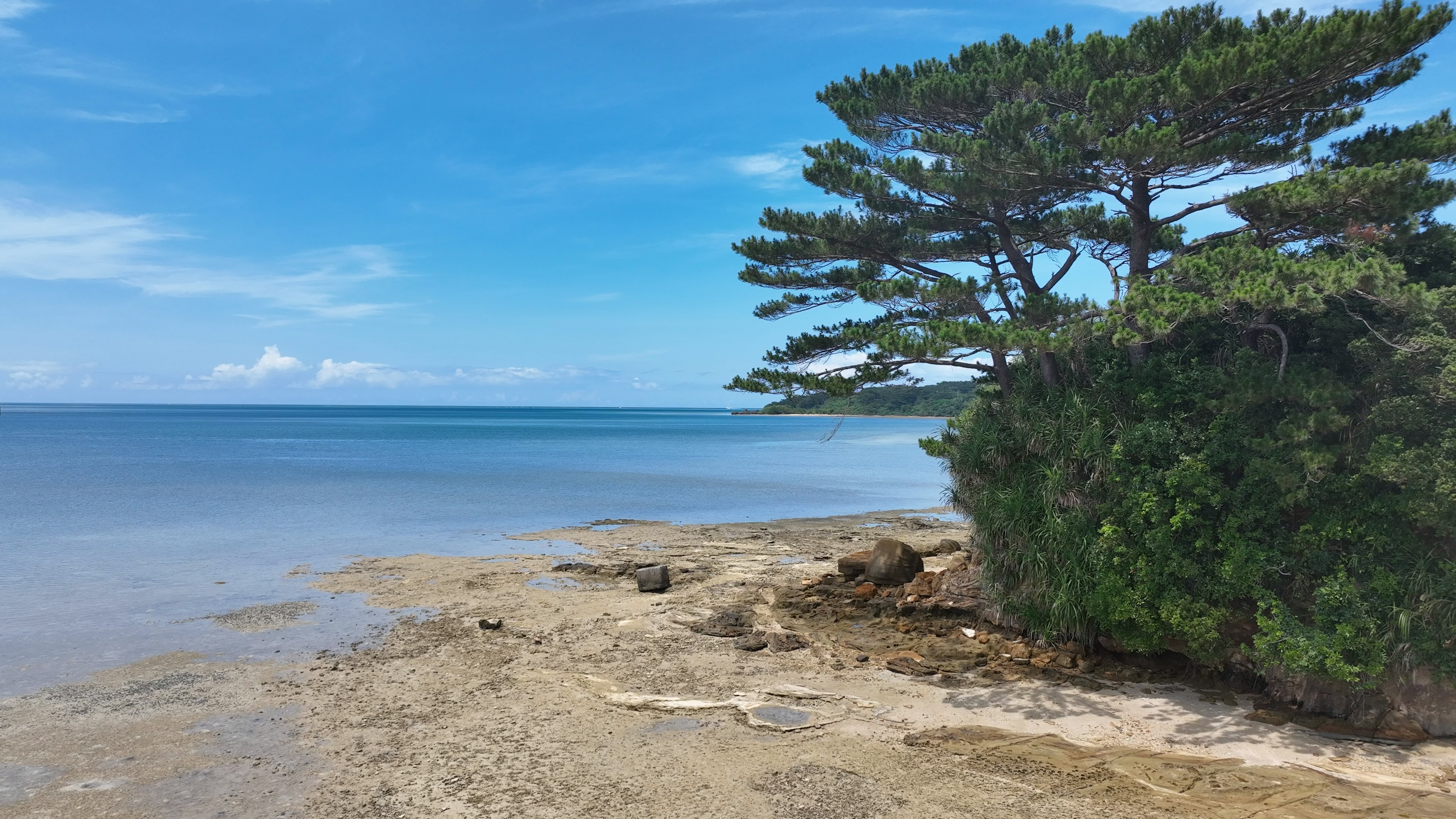 Beach scene with a pine tree under a blue sky and calm sea