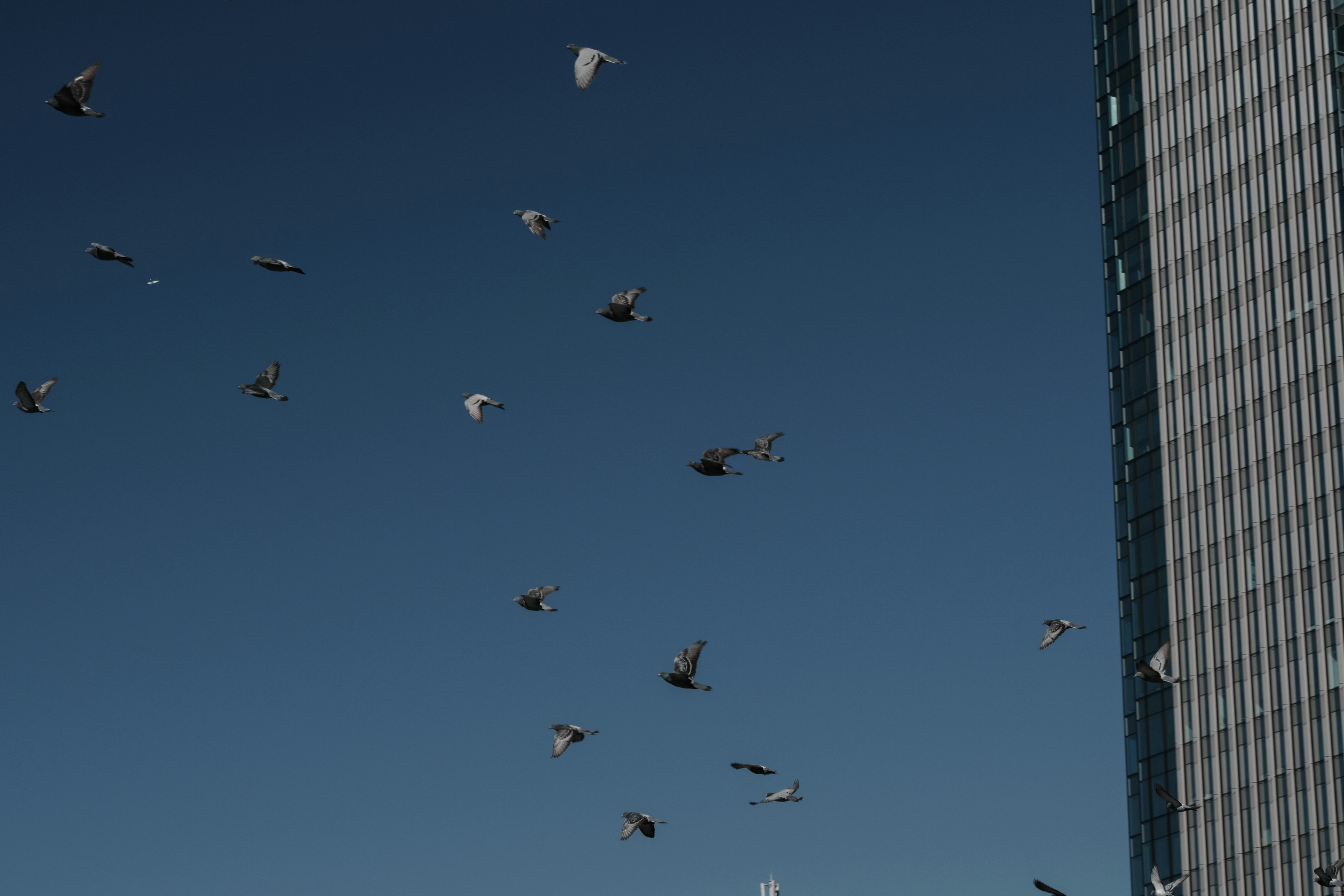 Palomas blancas volando en el cielo cerca de un rascacielos