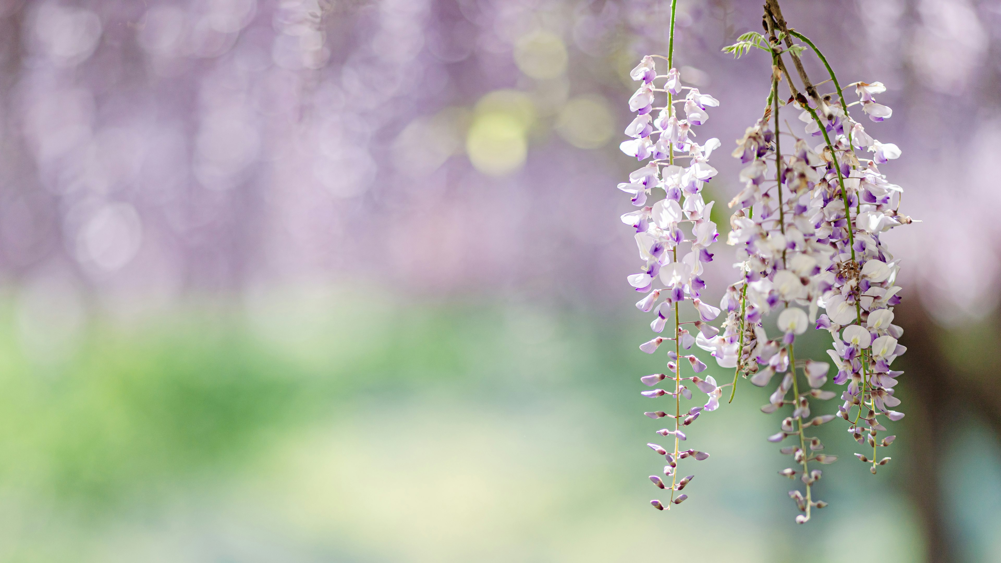 Sekelompok bunga wisteria ungu menggantung di latar belakang hijau