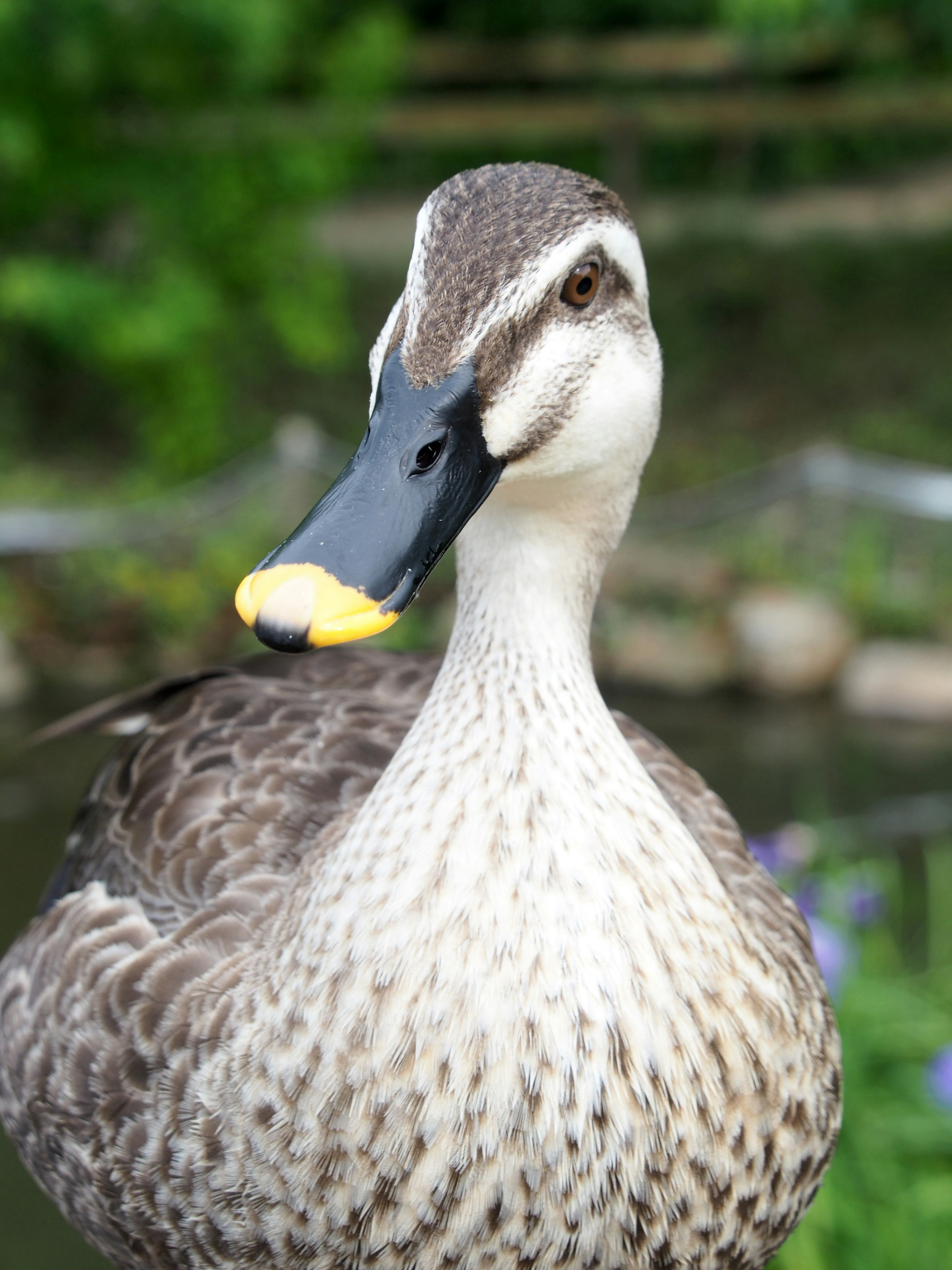 Close-up of a duck by the water featuring distinctive patterned feathers and a yellow bill