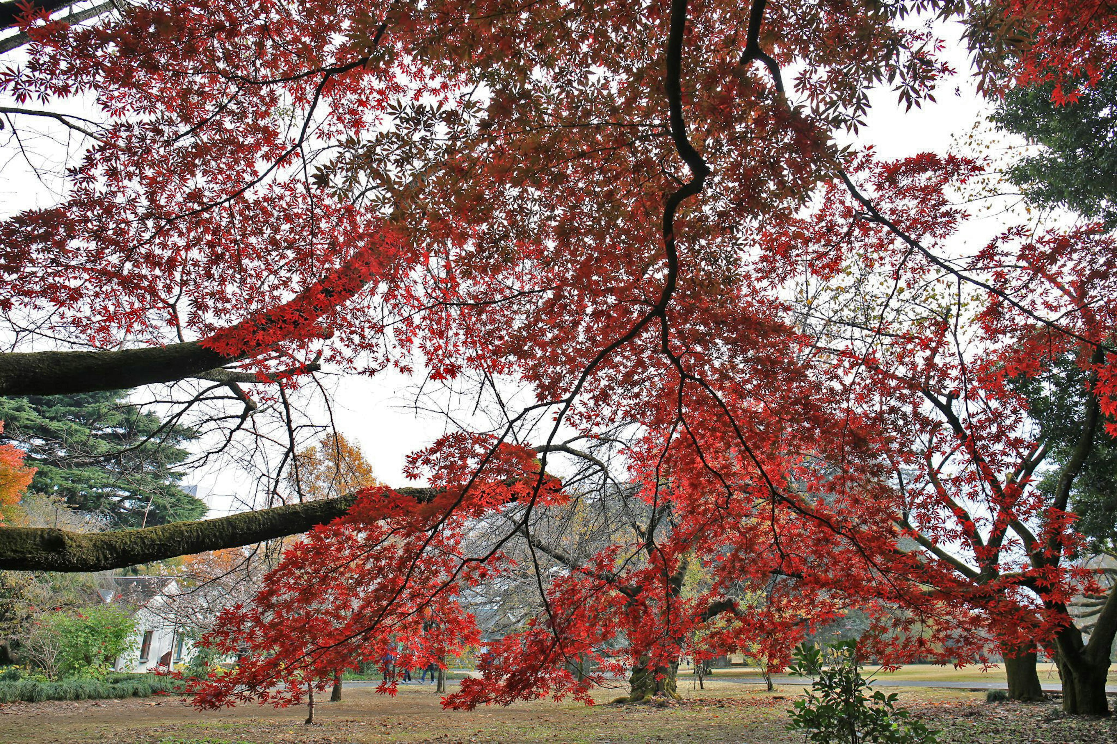 Scenic view of trees with vibrant red leaves