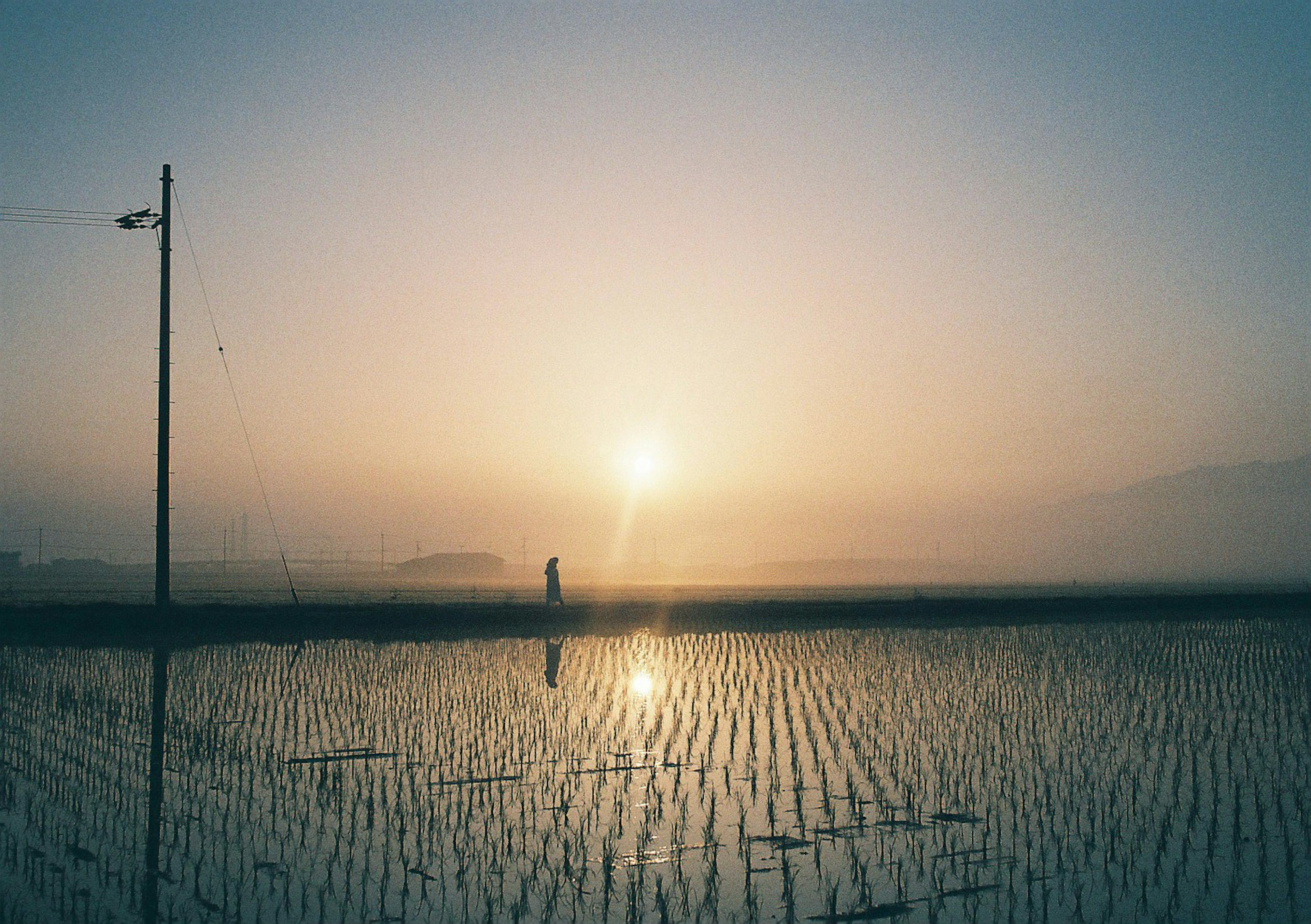 A person standing in a misty rice field with the sun rising