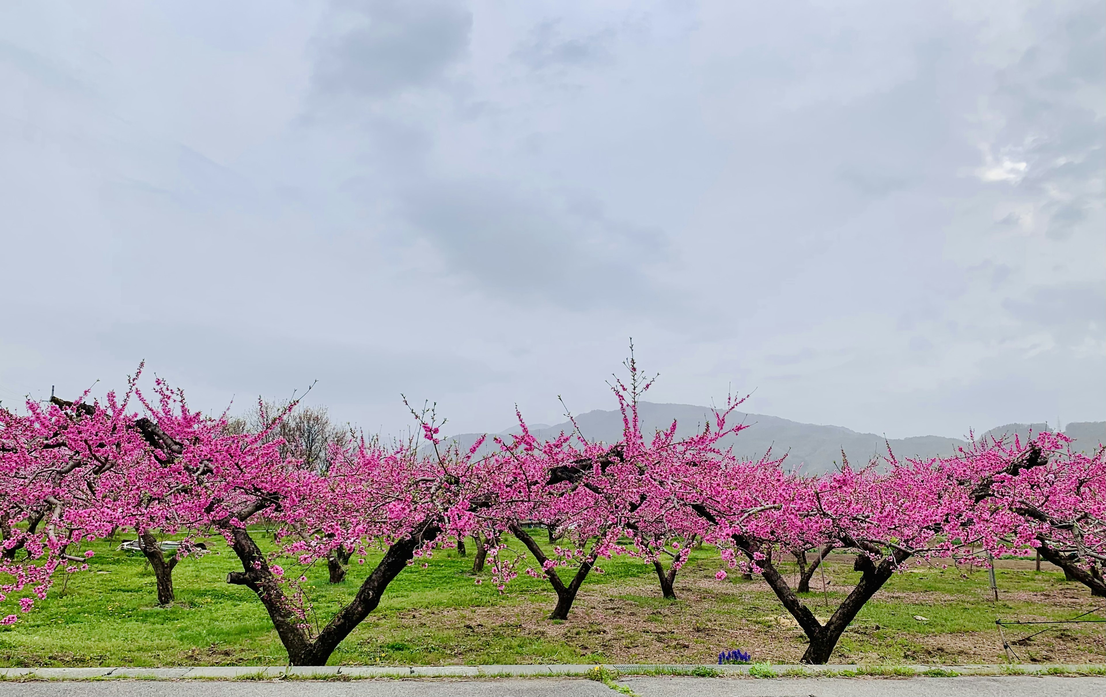 桃の花が咲く緑の丘の風景