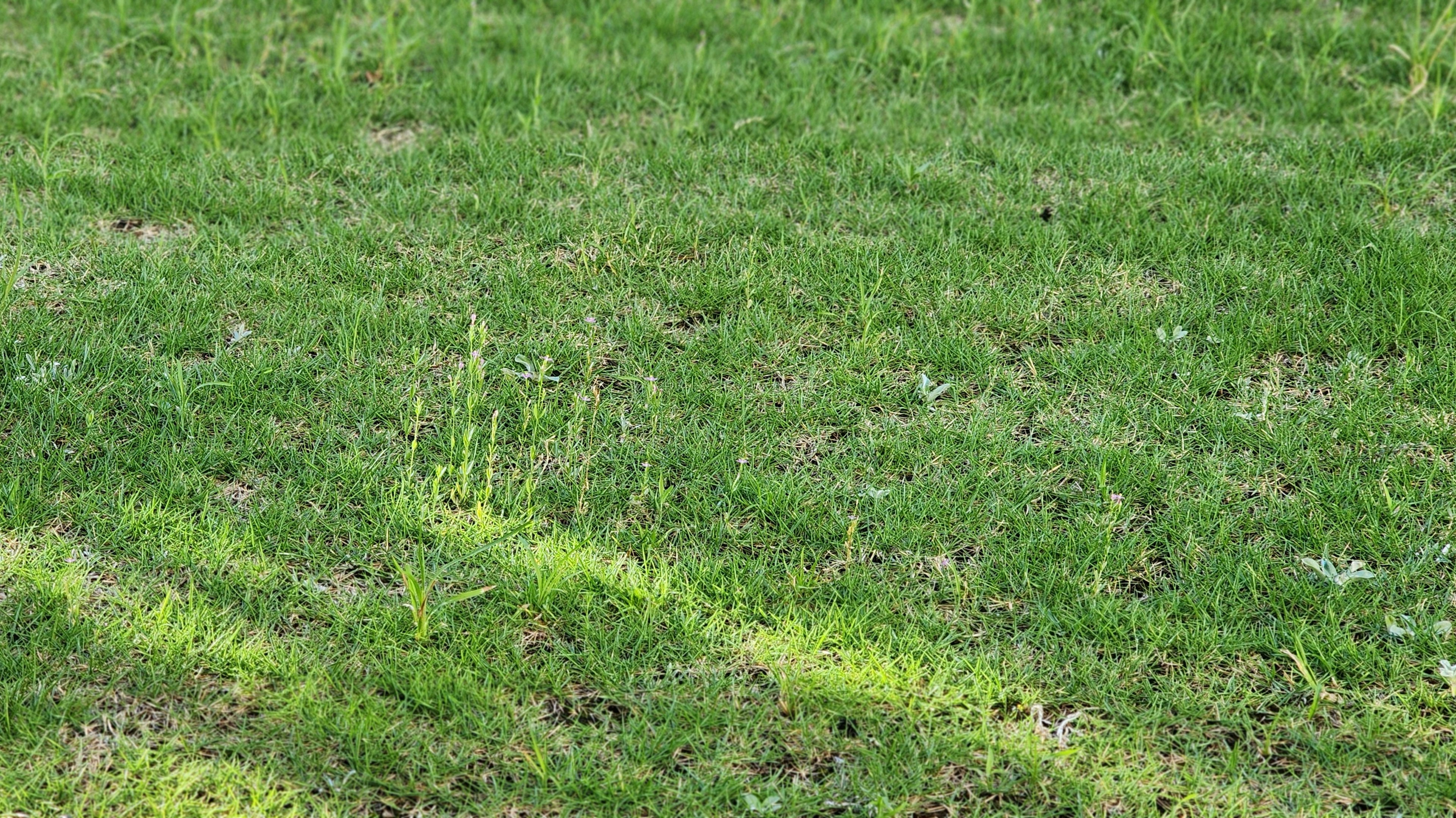 Herbe verte luxuriante avec des ombres de la lumière du soleil