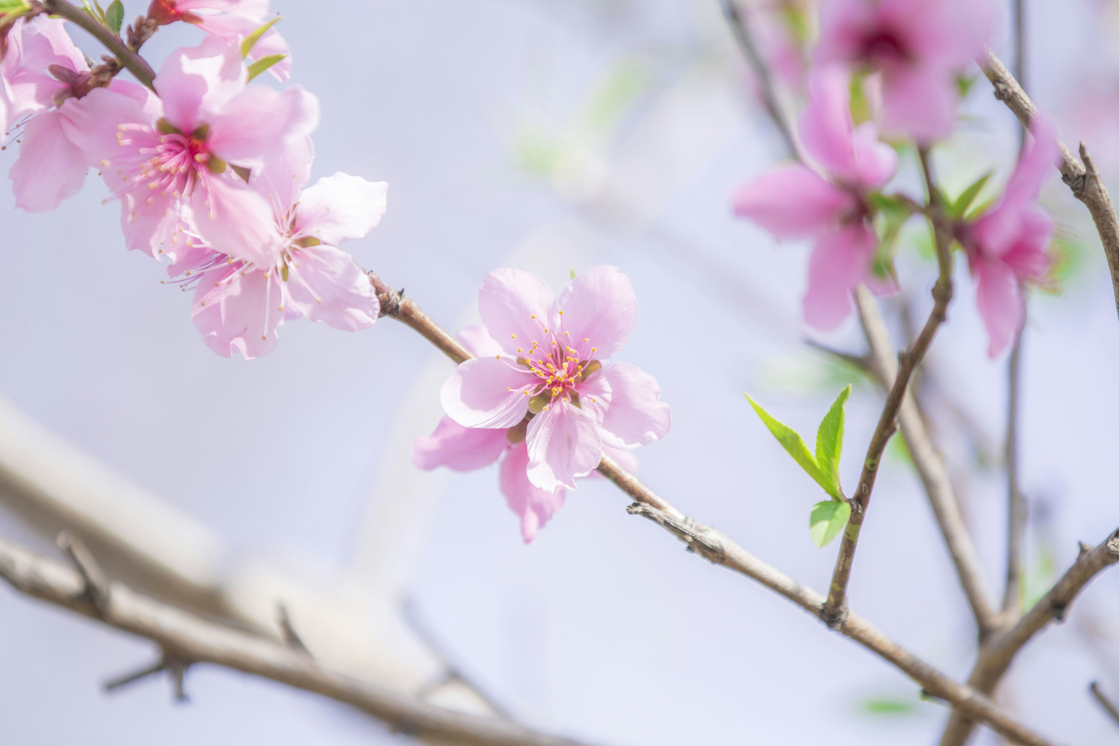 Primo piano di un ramo con fiori rosa delicati