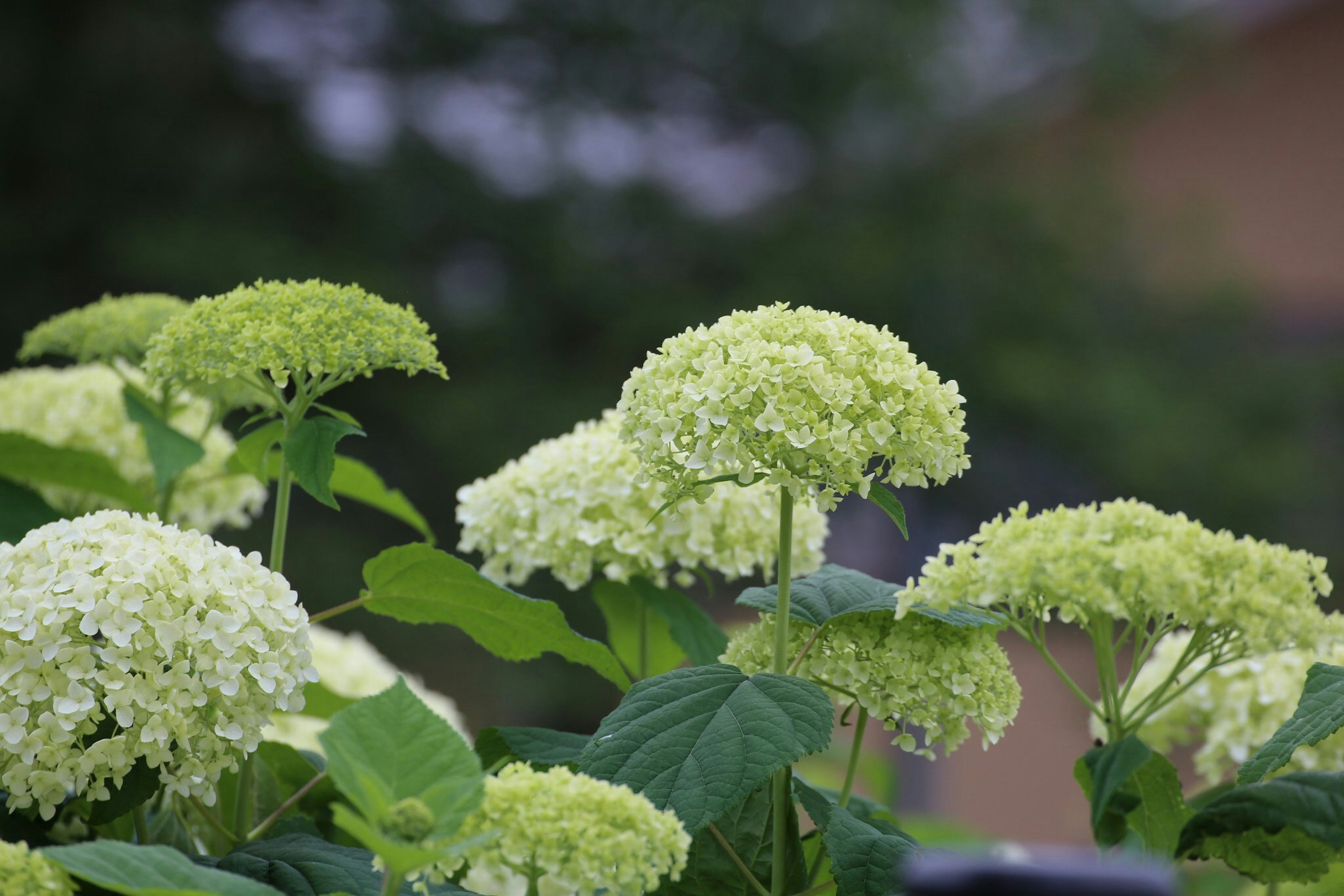 Bunga hortensia berwarna hijau pucat mekar di taman