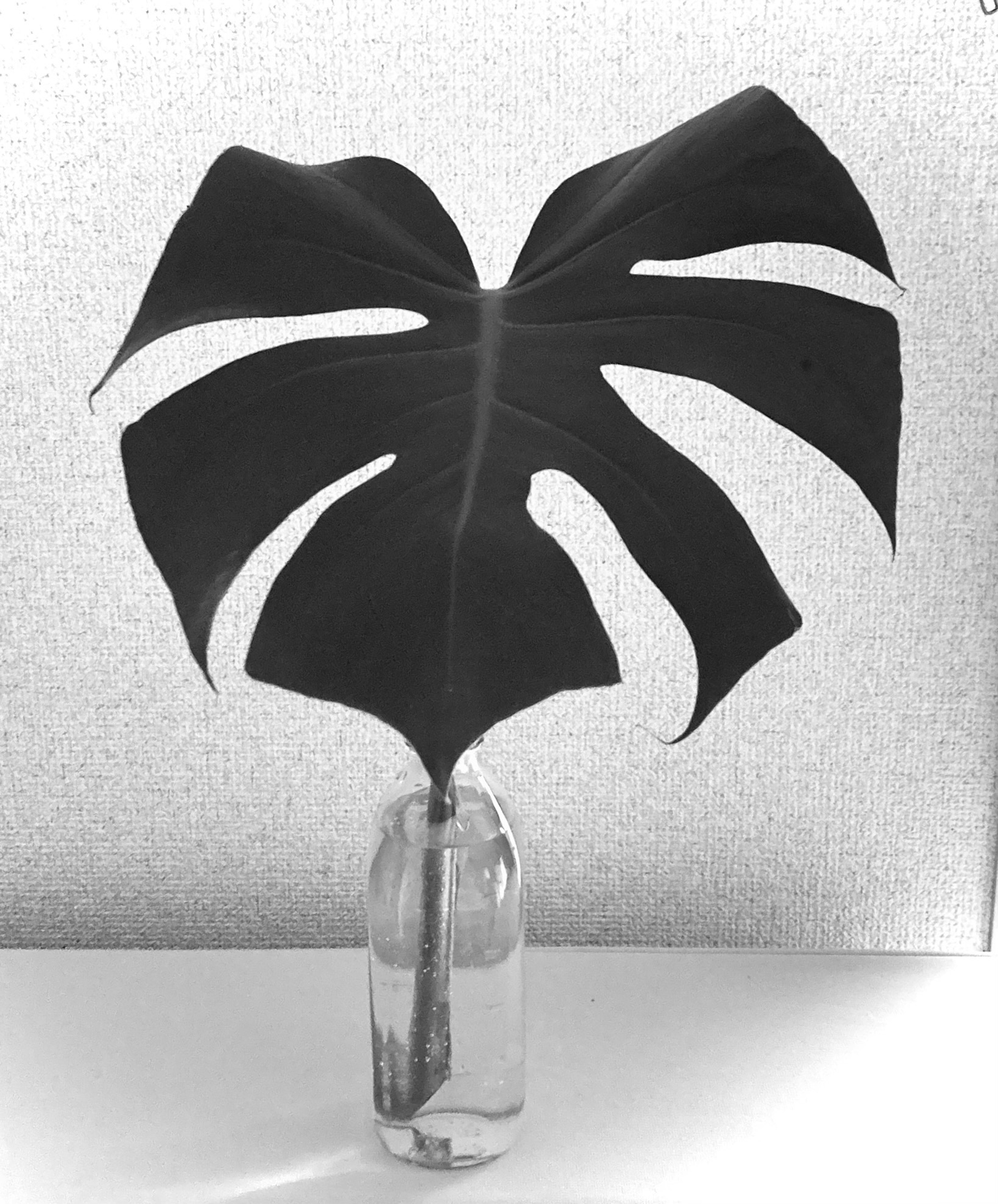 Monstera leaf placed in a glass bottle with a minimalist design