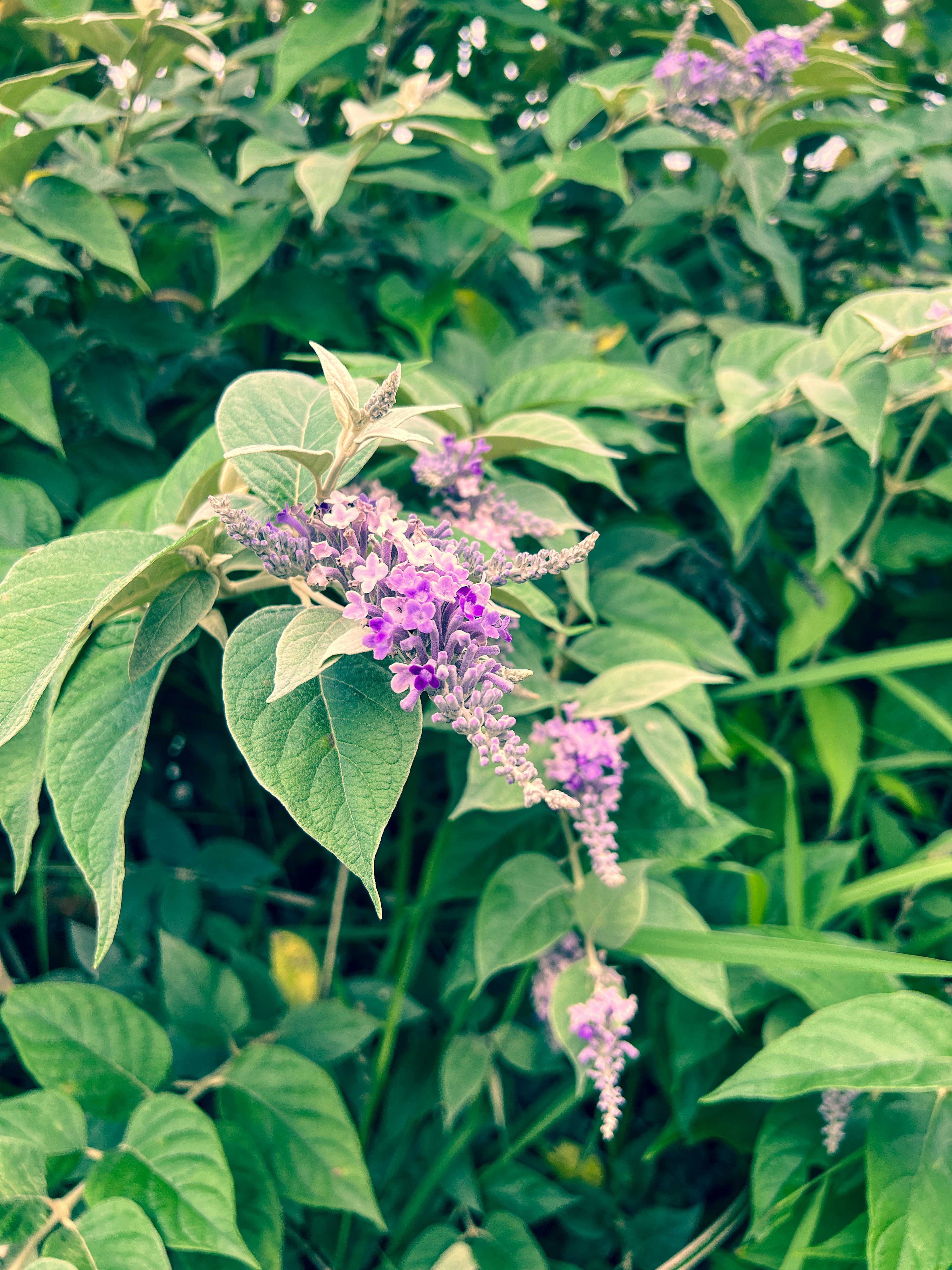 Una planta con flores moradas rodeada de hojas verdes