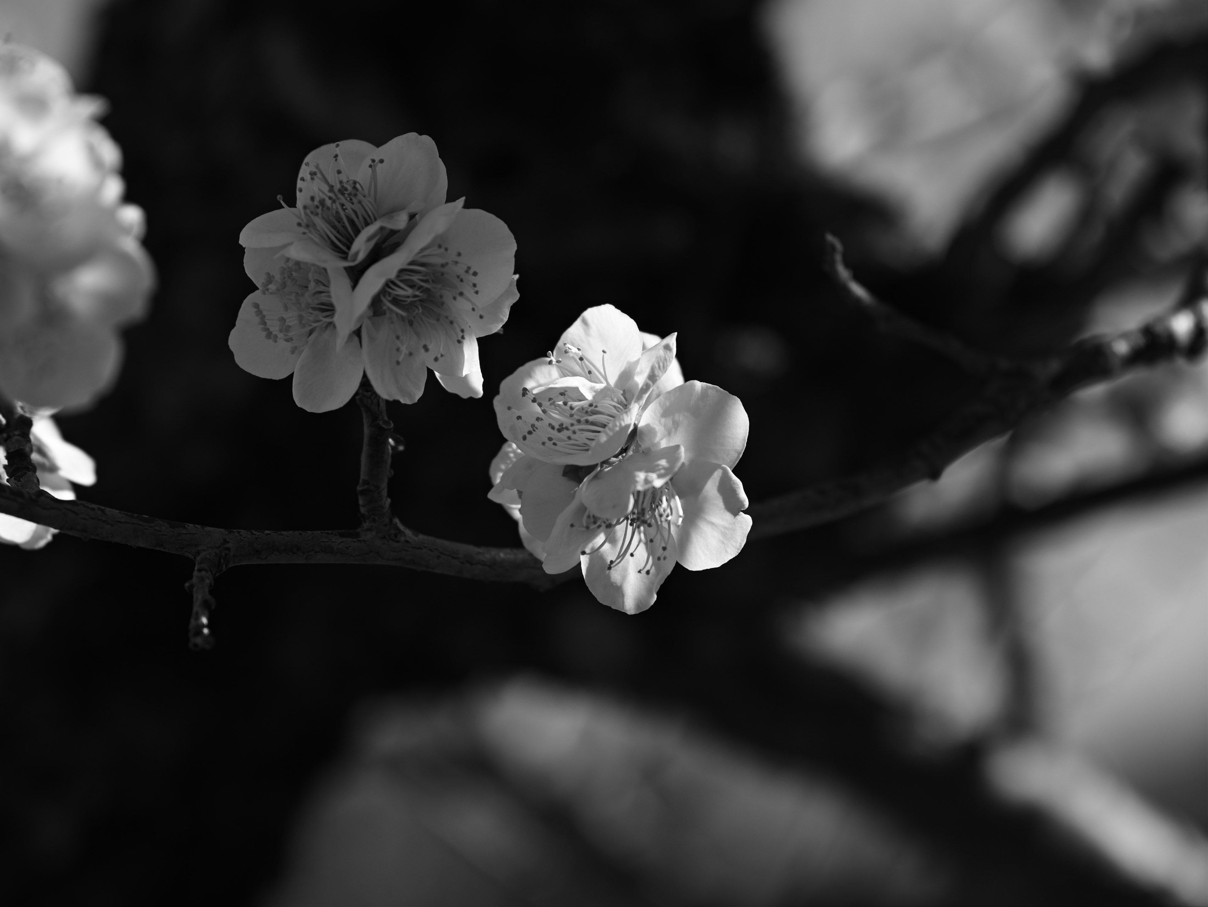 Close-up of flowers blooming on a branch in black and white