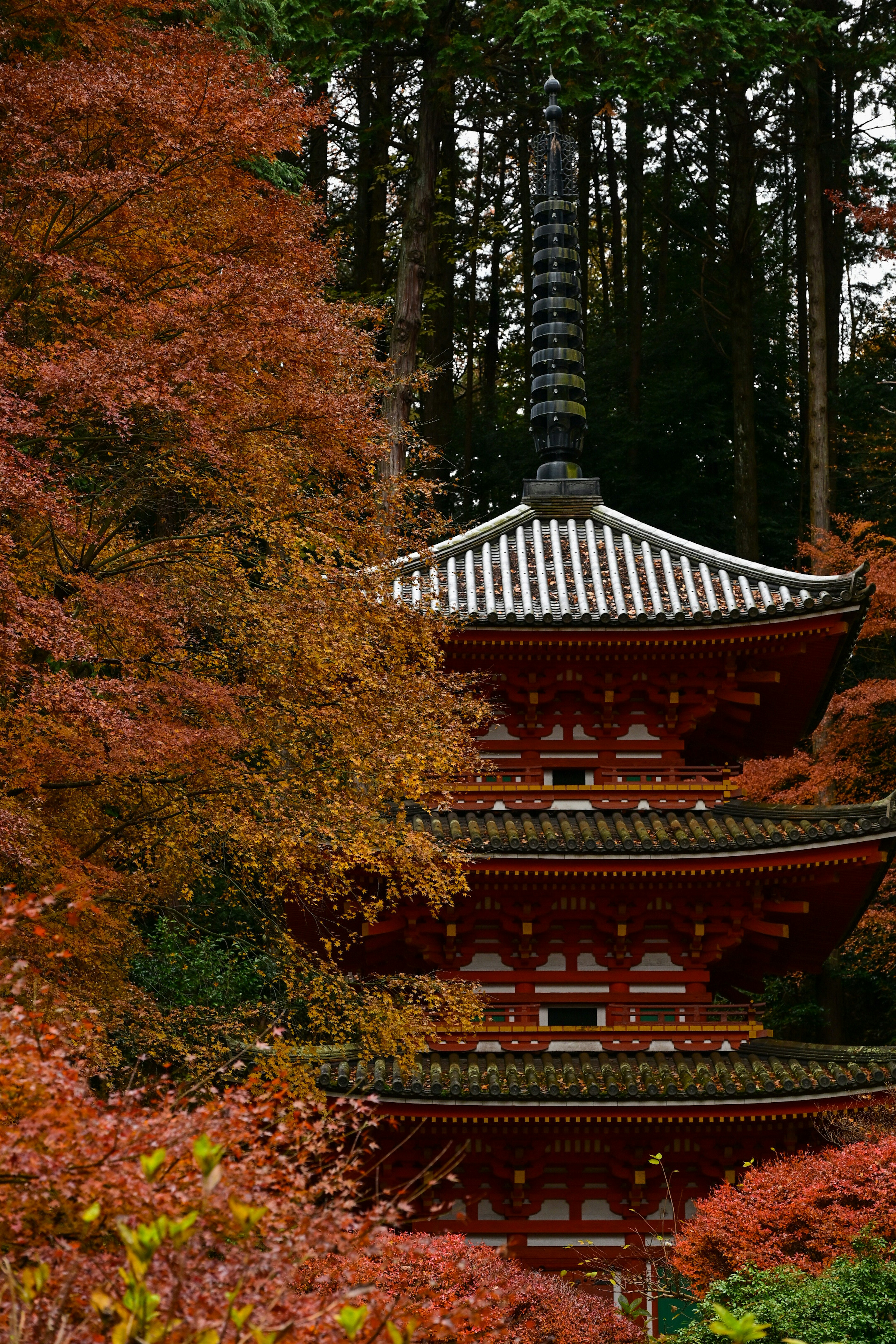 Japanese five-story pagoda surrounded by vibrant autumn foliage