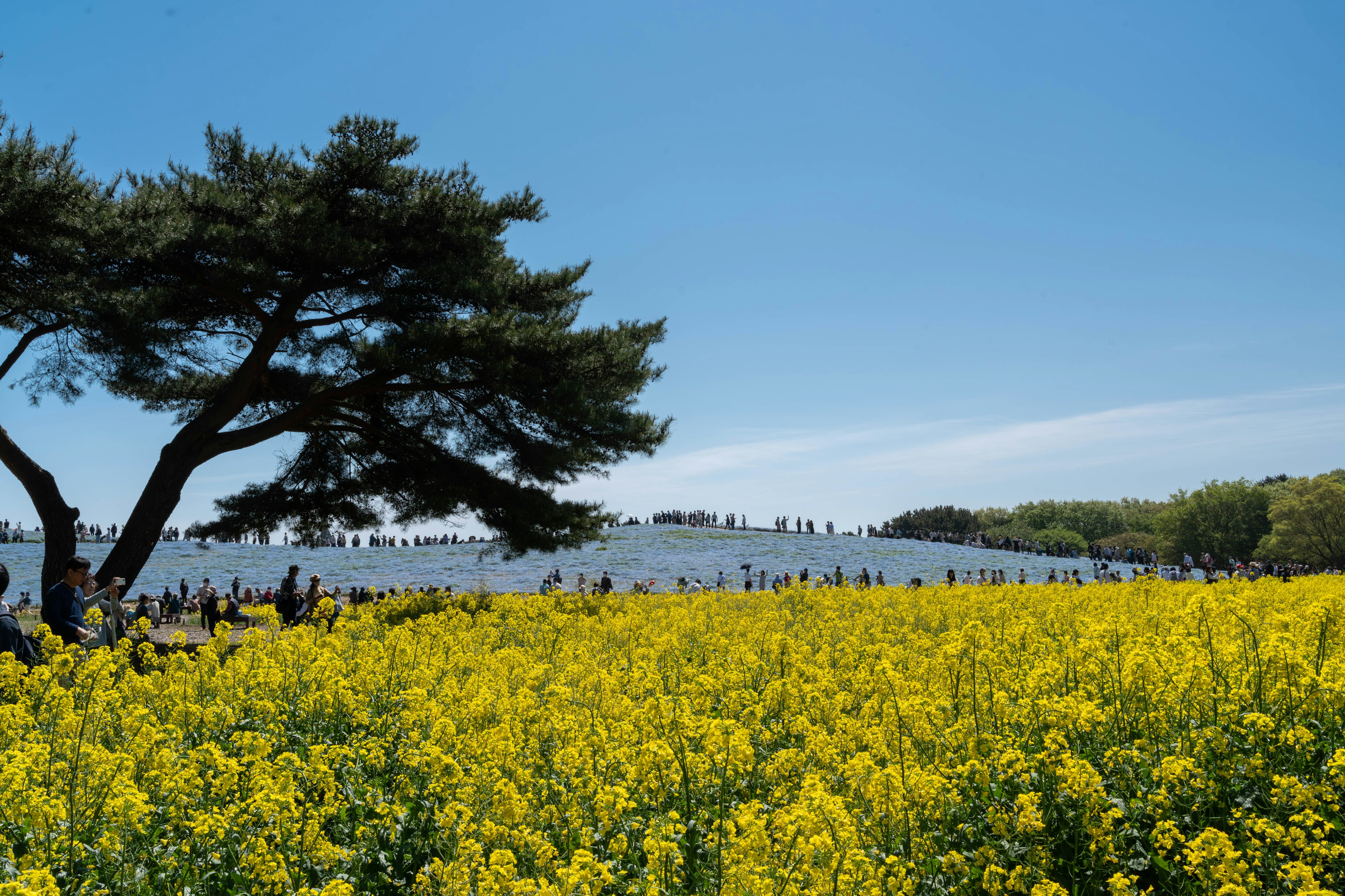 Yellow rapeseed flowers under a blue sky with a silhouette of a tree