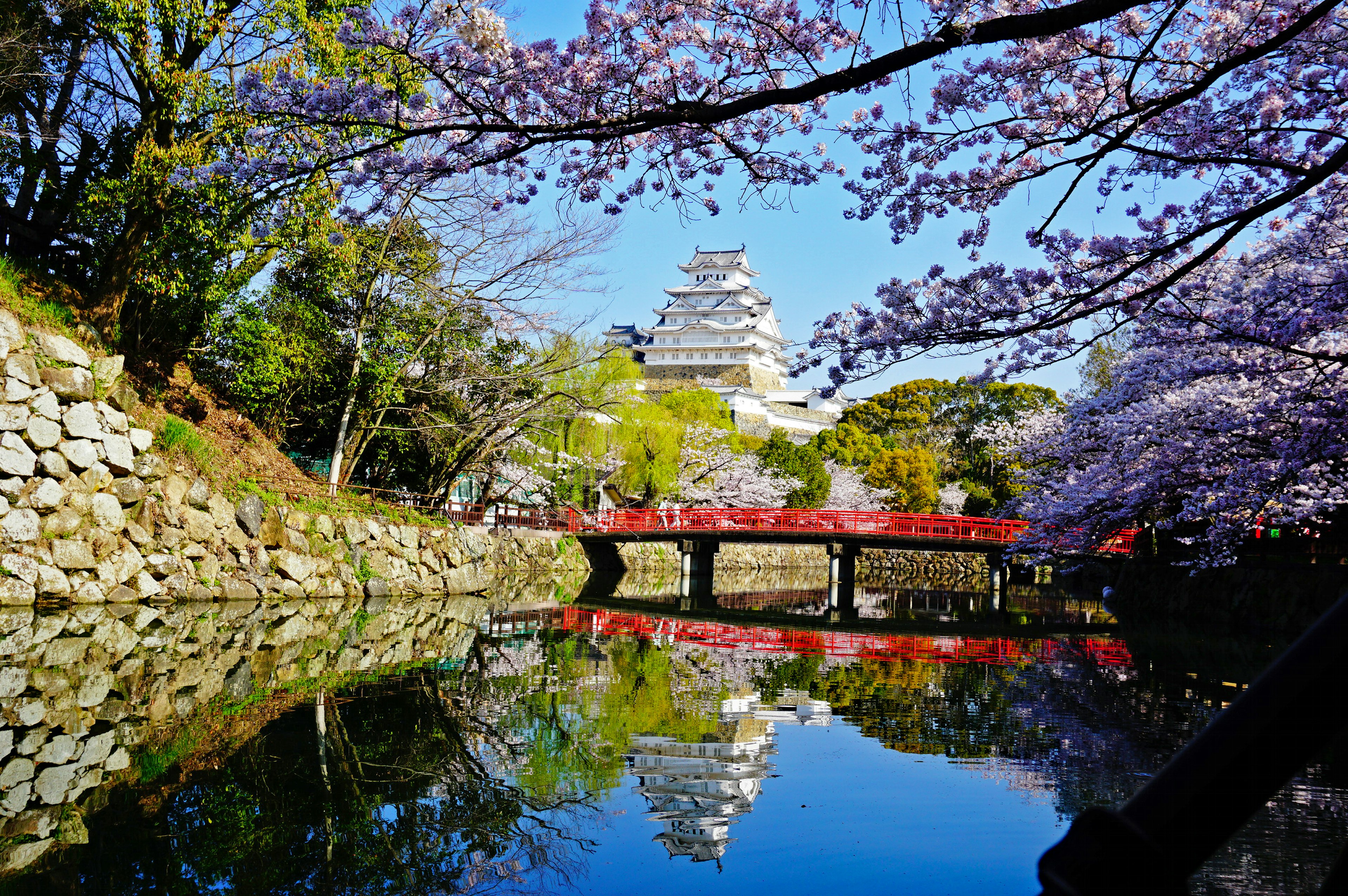 Pemandangan indah Kastil Himeji dikelilingi bunga sakura dengan jembatan dan pantulan di kolam