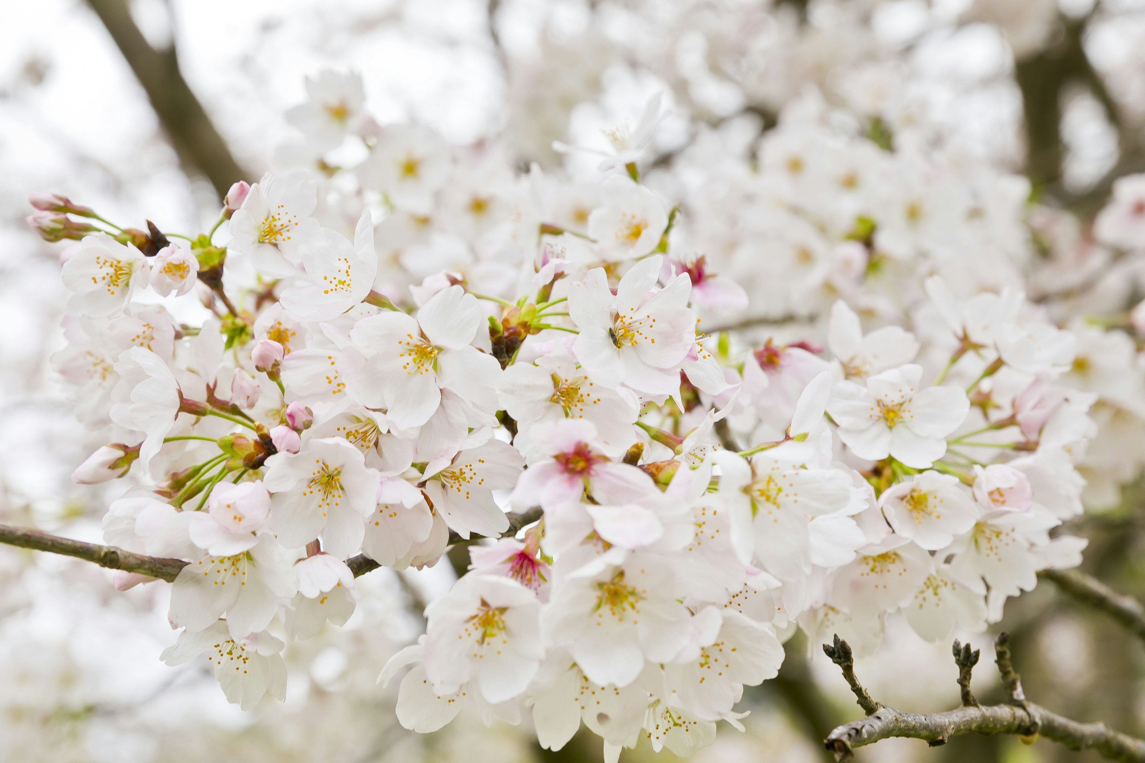 Gros plan de branches de cerisier en fleurs avec des pétales blancs délicats et des centres jaunes