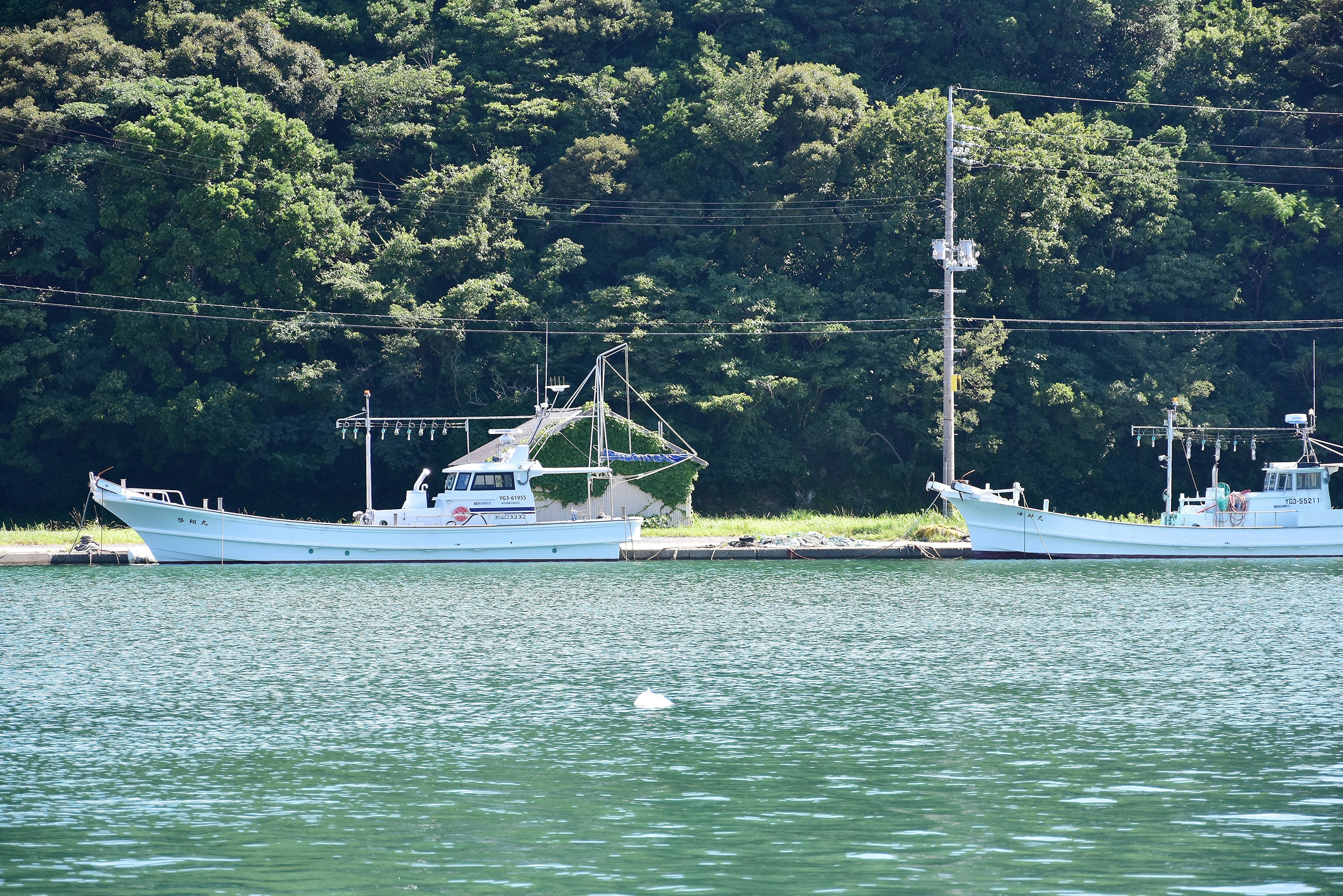 两艘蓝色渔船漂浮在平静的水面上，背景是绿色的树木