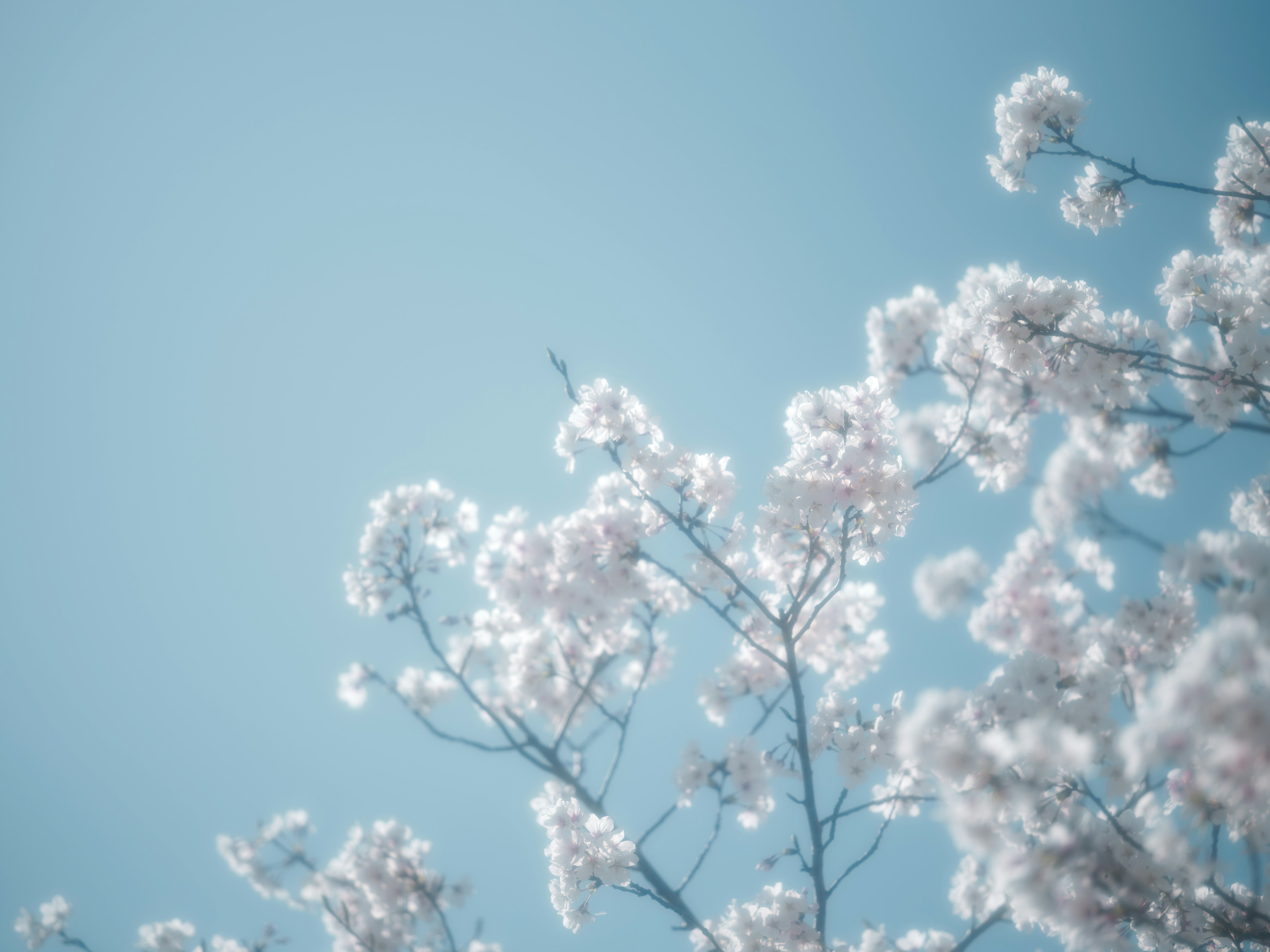 Branches of white flowers against a blue sky