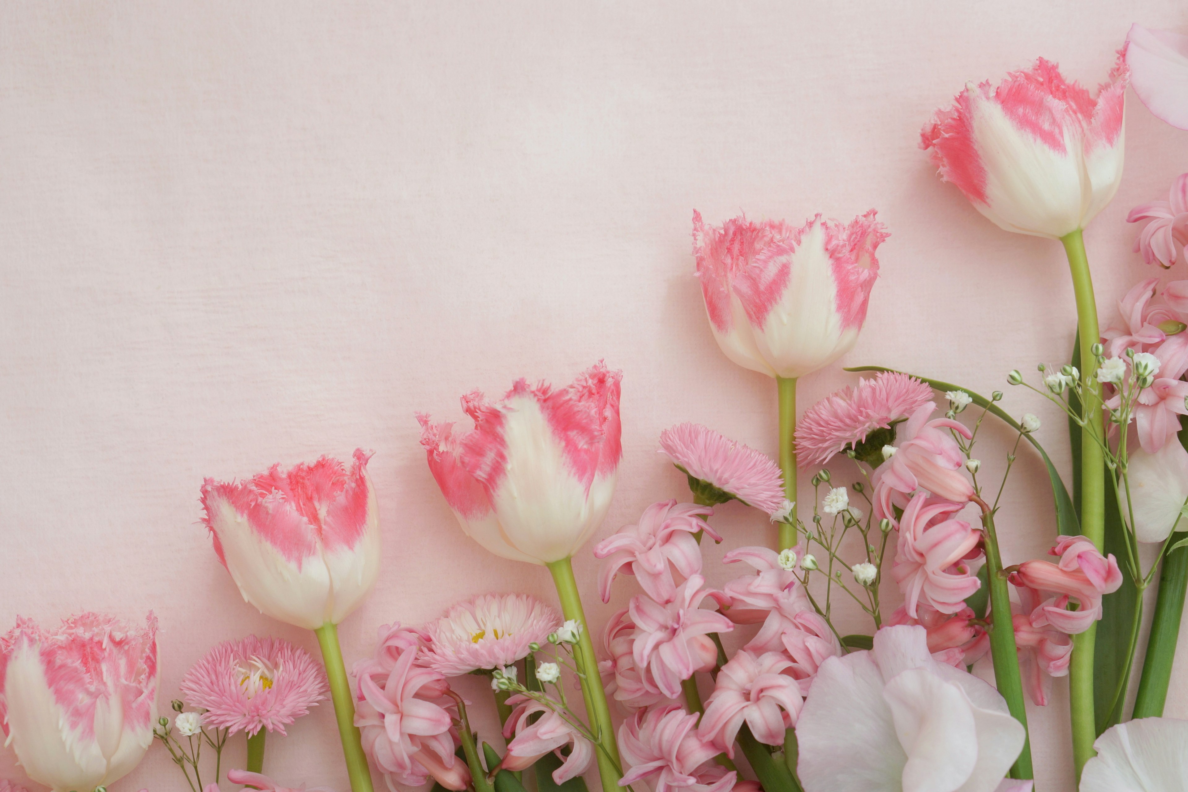 Schöne Anordnung von rosa Tulpen und Blumen