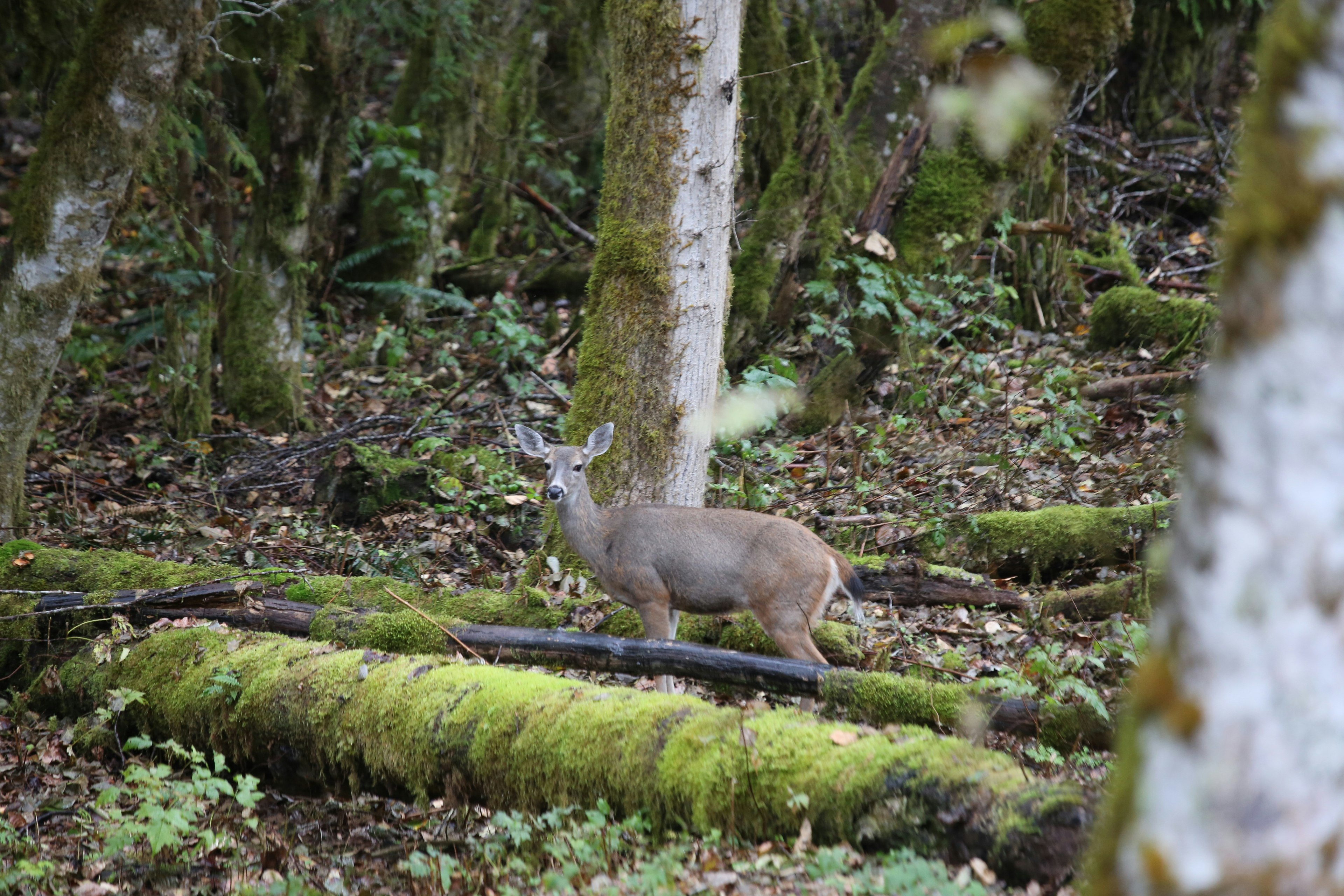 Un animal herbívoro de pie en un bosque rodeado de troncos cubiertos de musgo