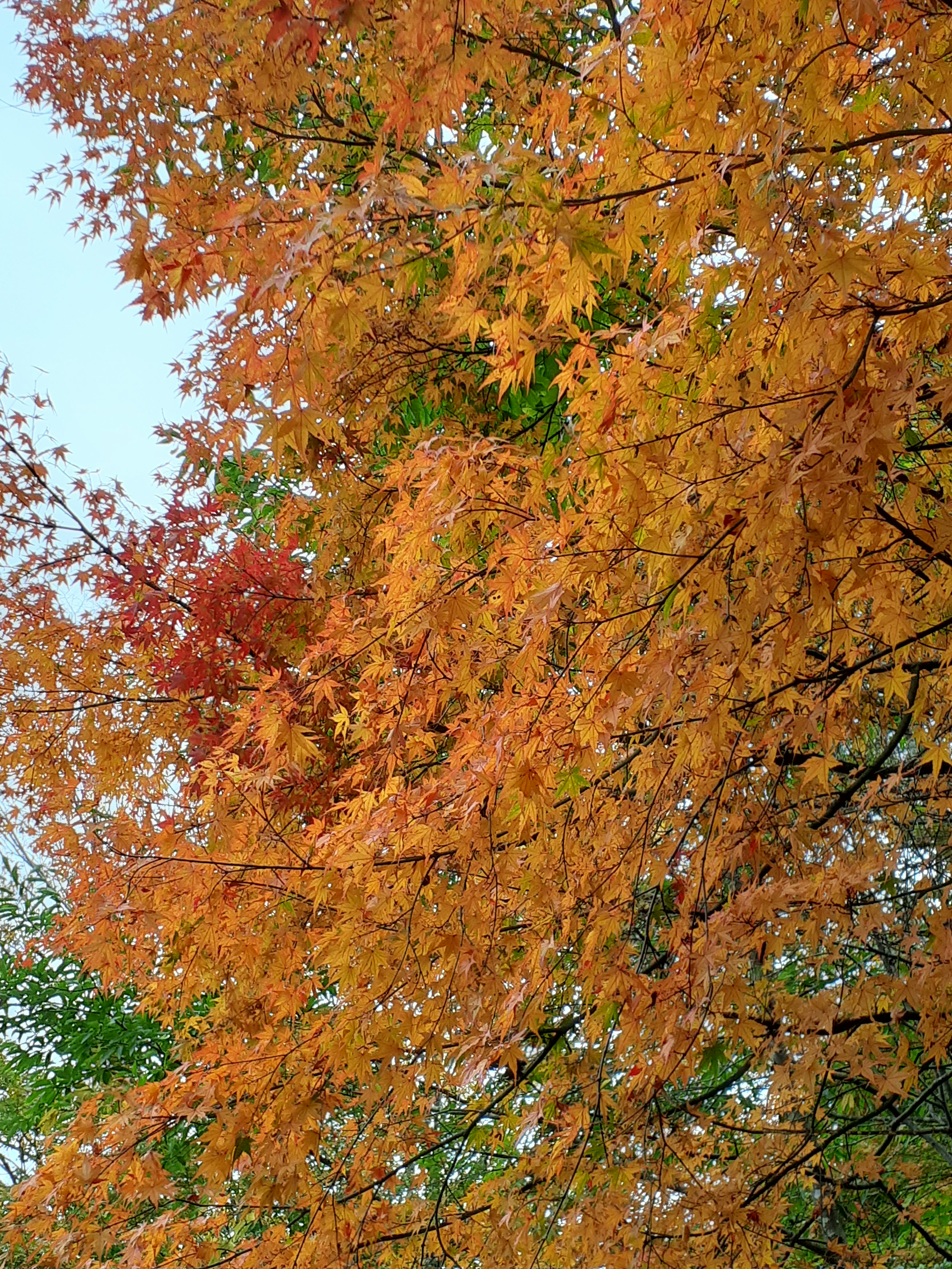 秋の紅葉した木の葉がオレンジ色と赤色で彩られている