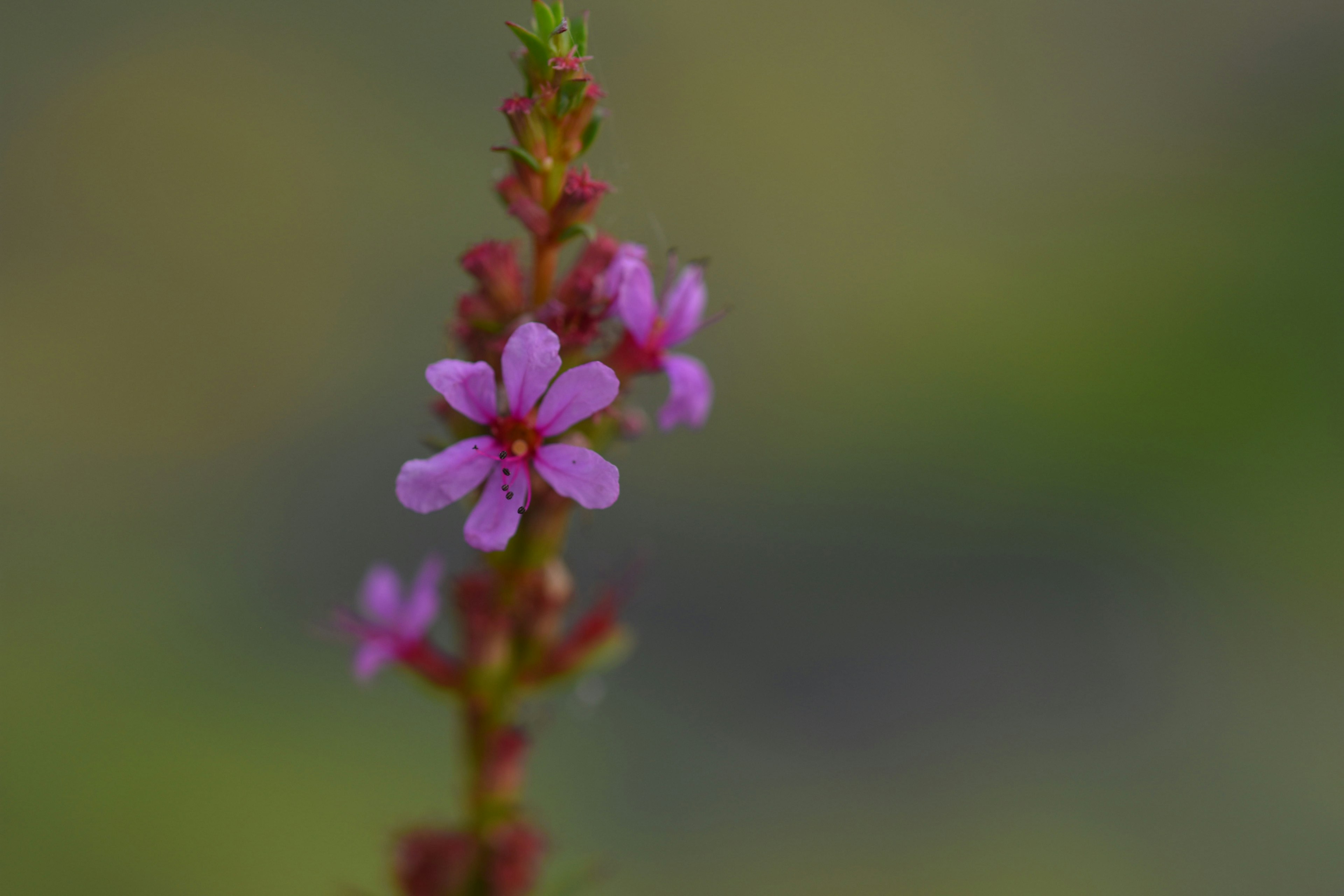 小さな紫色の花が咲いている緑の背景の植物