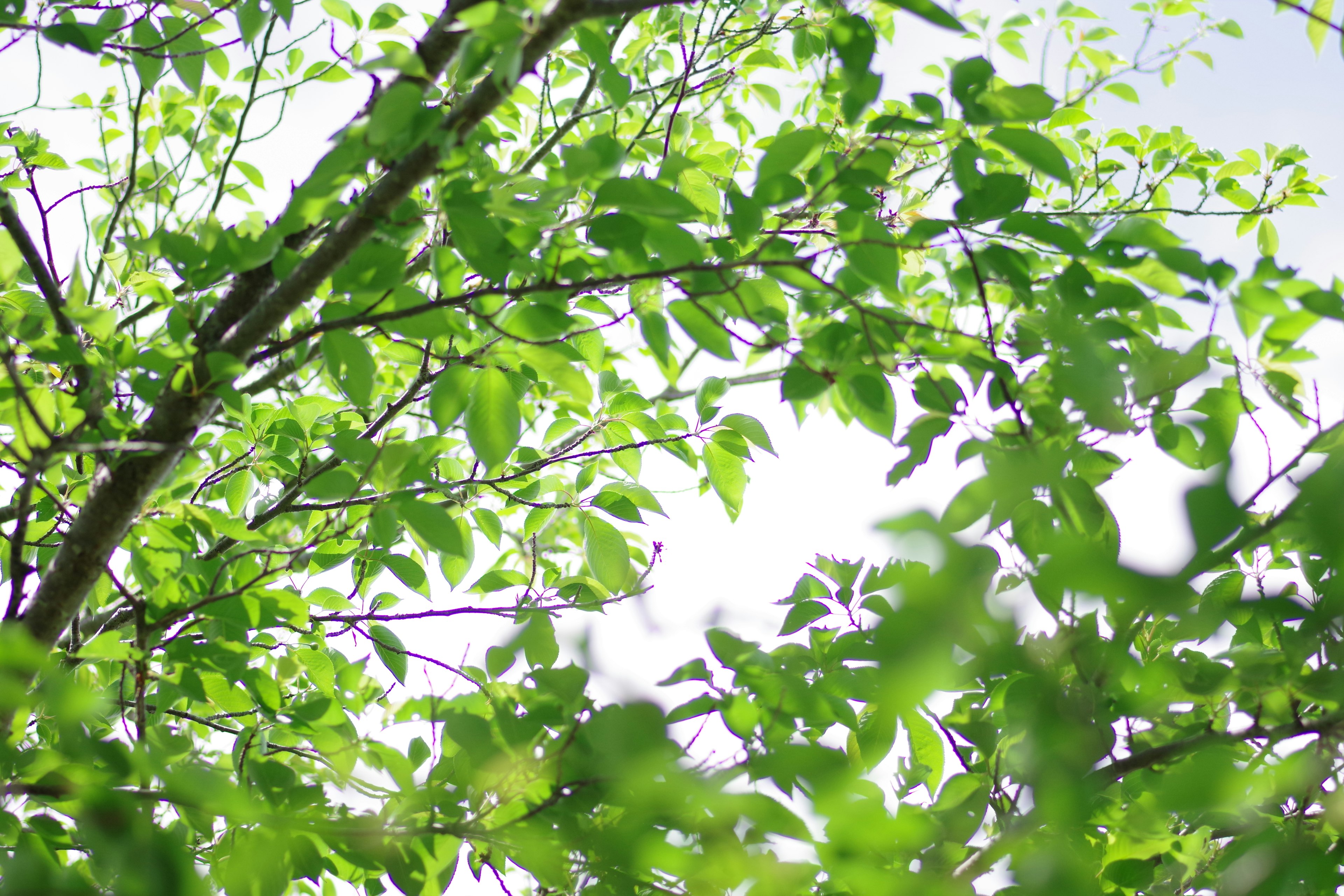 Una vista de hojas verdes exuberantes en las ramas de un árbol