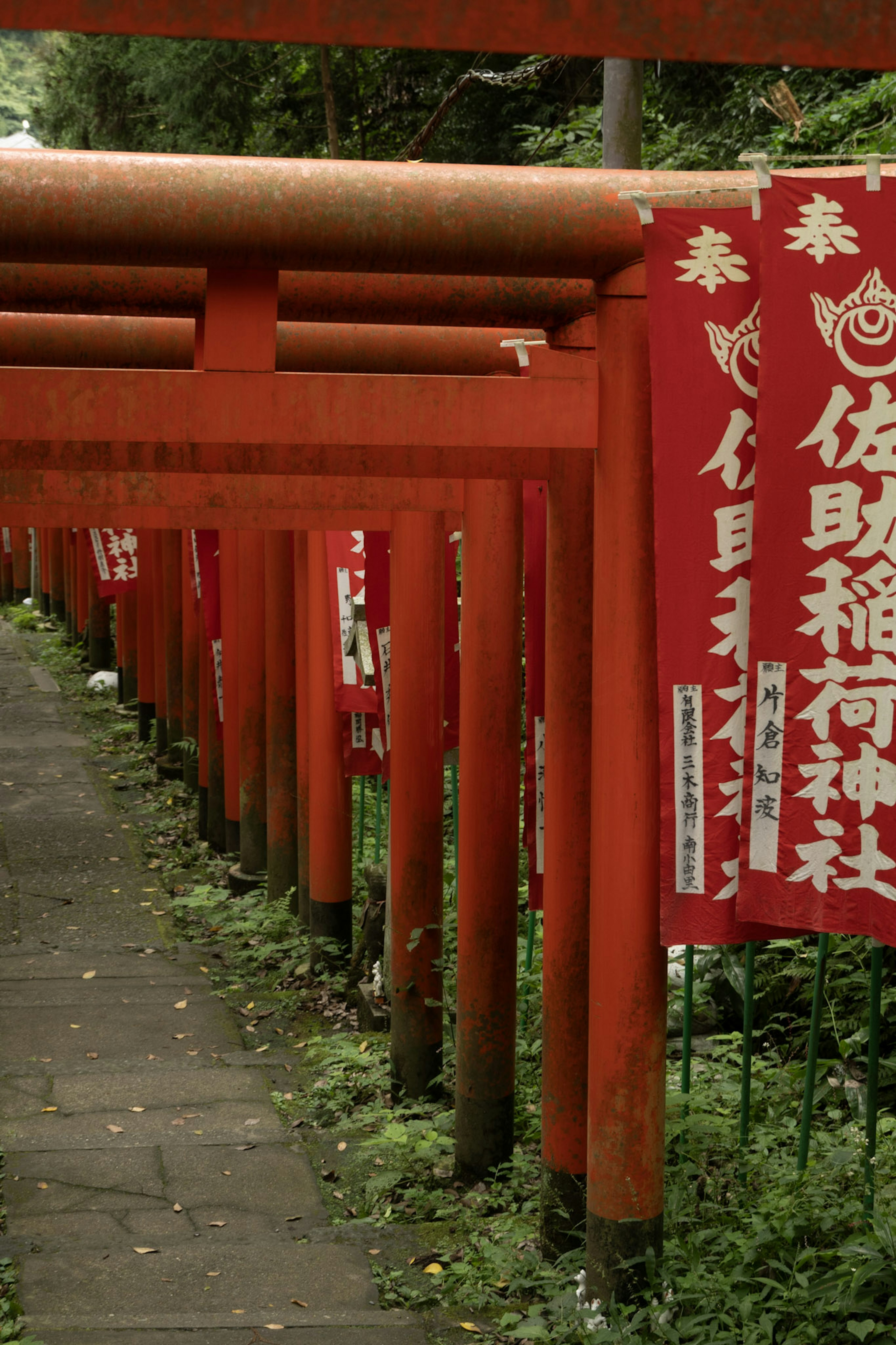 Un camino flanqueado por puertas torii rojas y banderas de santuario