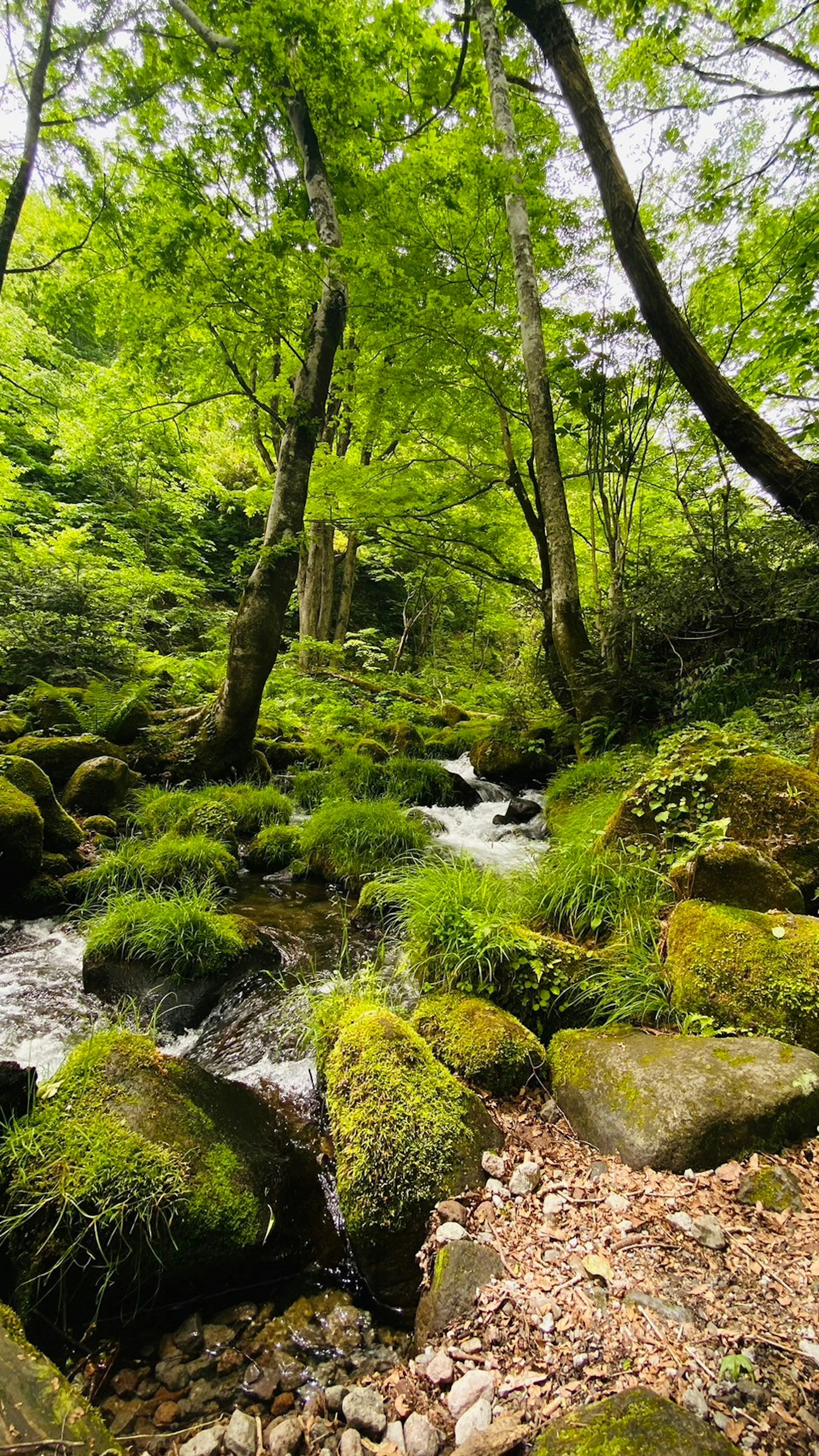 A stream flowing through a lush green forest with moss-covered rocks