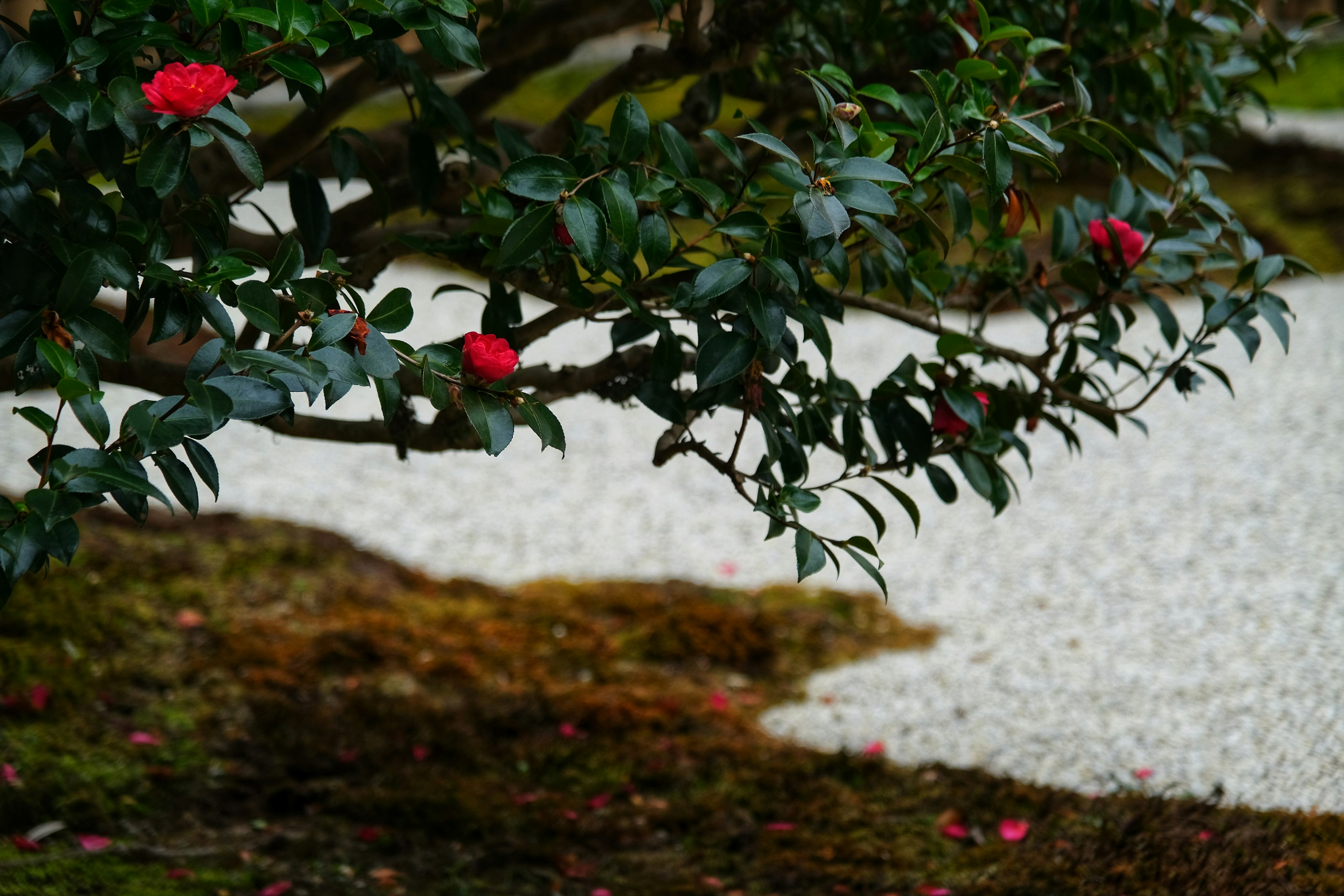 Cabang pohon camelia dengan bunga merah di samping jalan kerikil putih