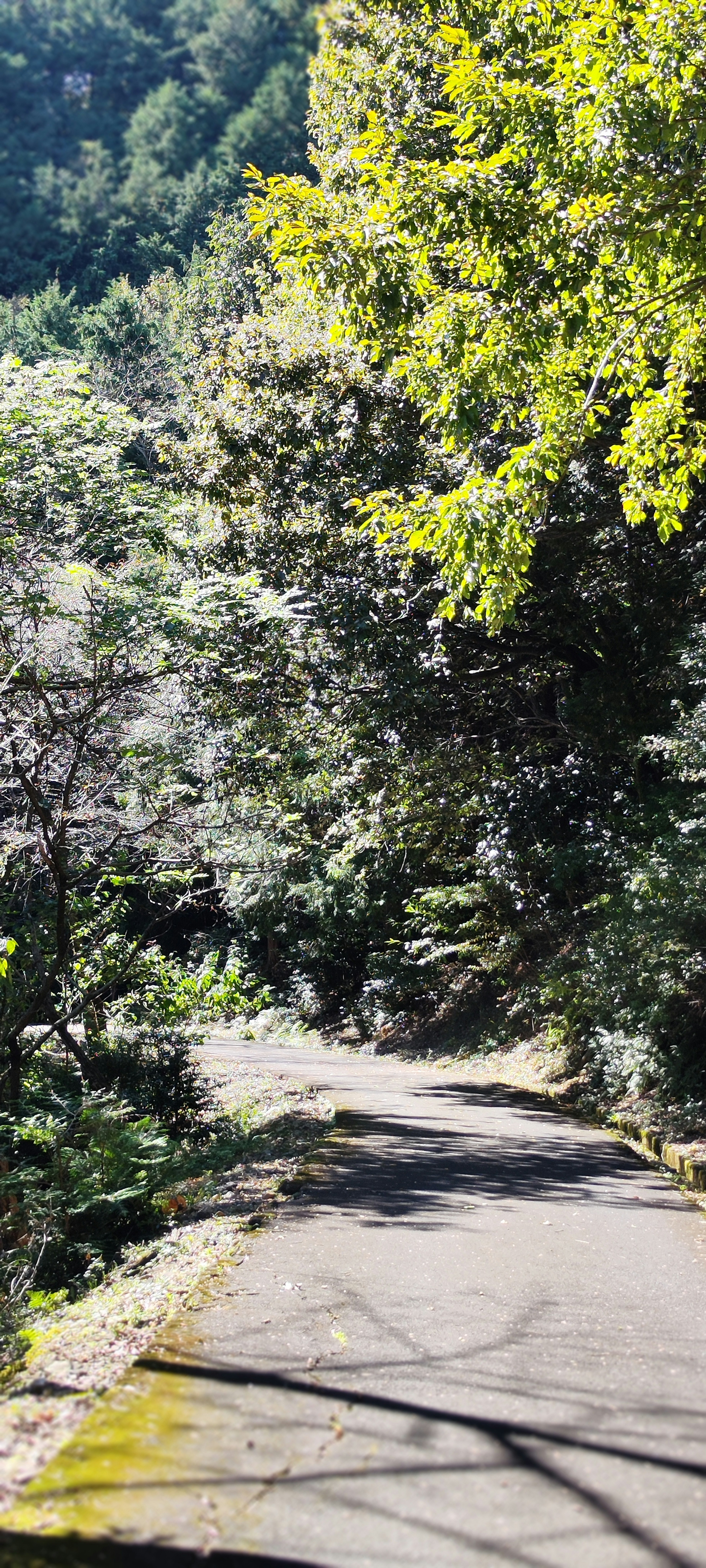 Un chemin serein entouré de verdure luxuriante