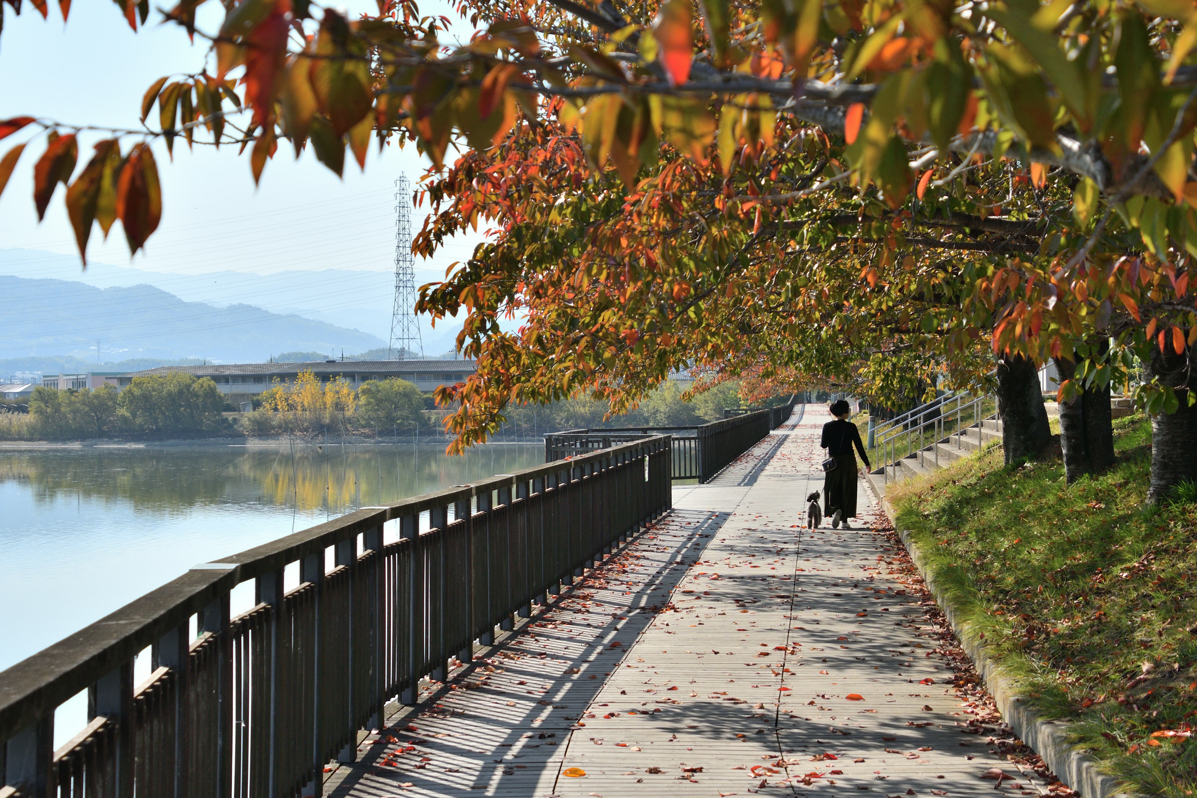 Une personne promenant un chien le long d'un chemin au bord de la rivière avec des feuillages d'automne