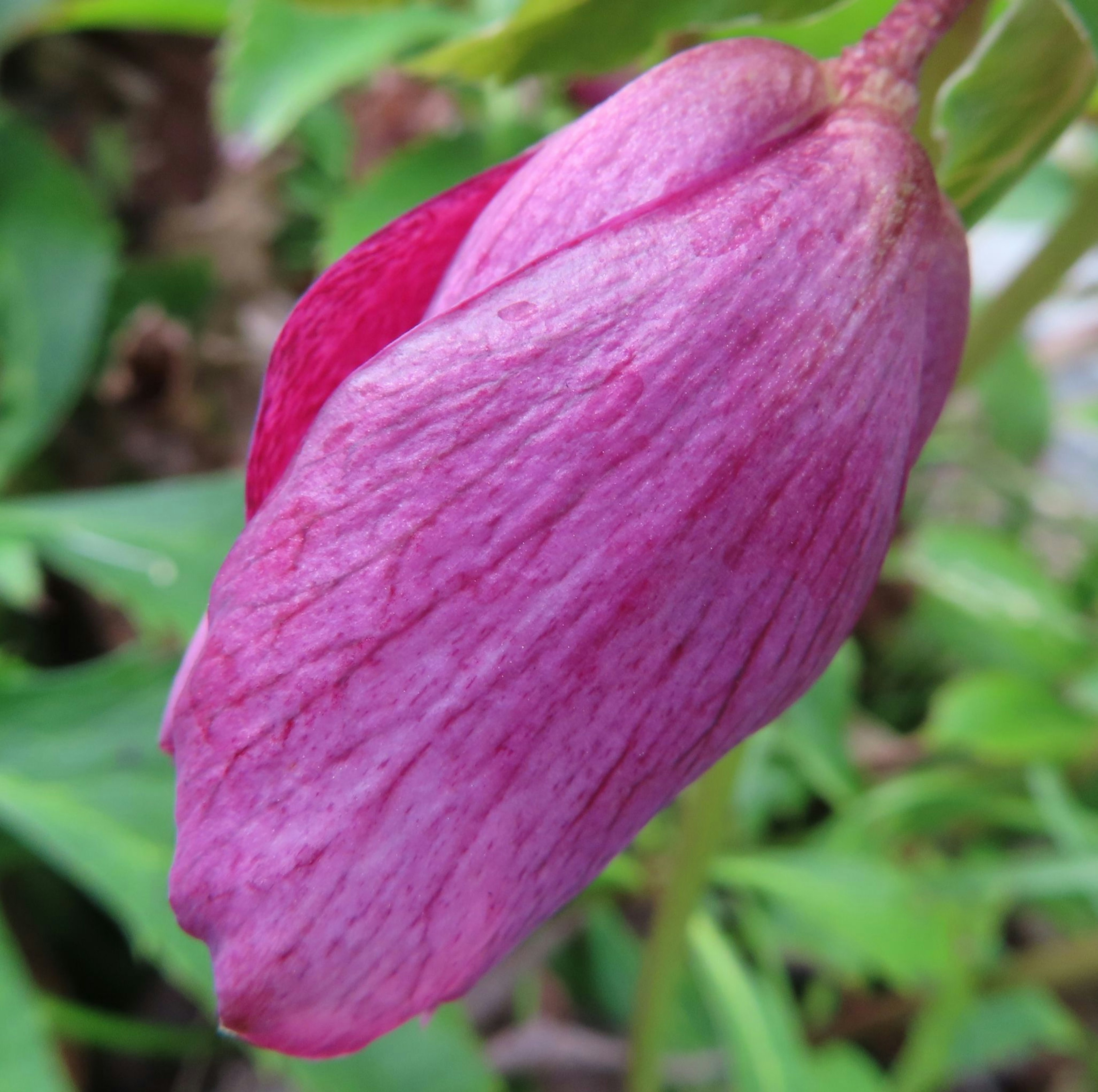 Un botón de flor rosa entre hojas verdes