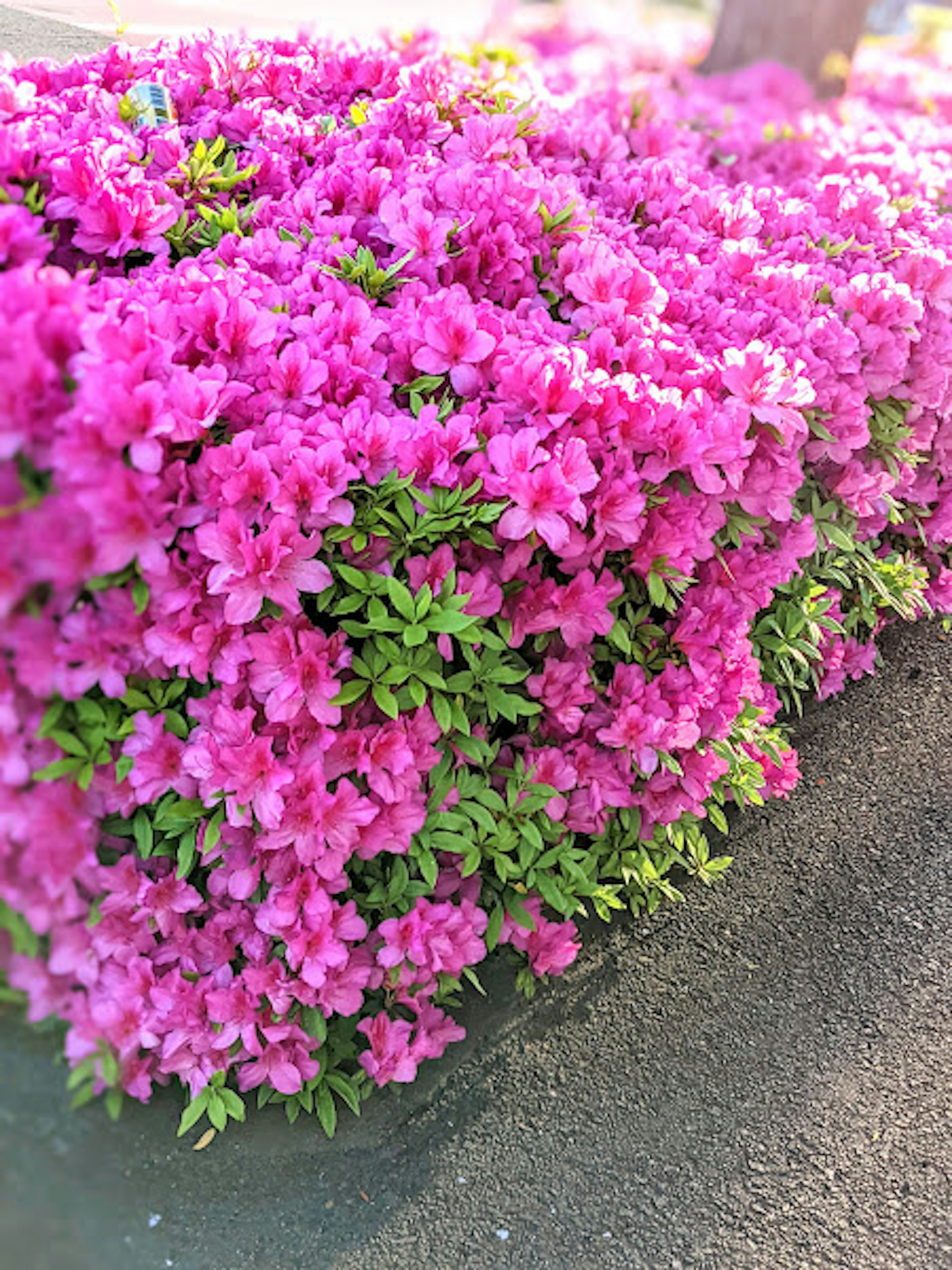 Vibrant pink azalea flowers blooming abundantly