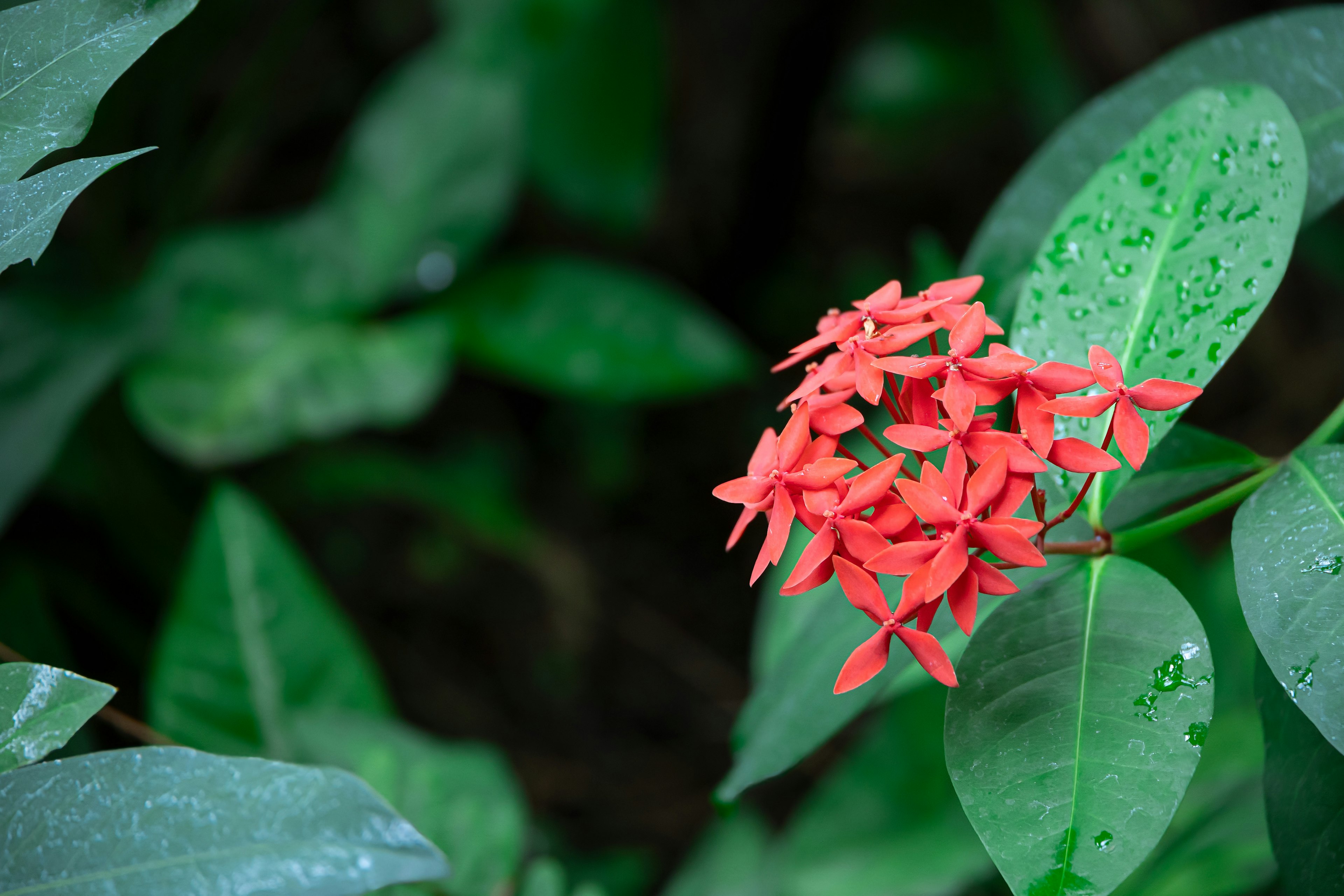 Cluster roter Blumen umgeben von grünen Blättern