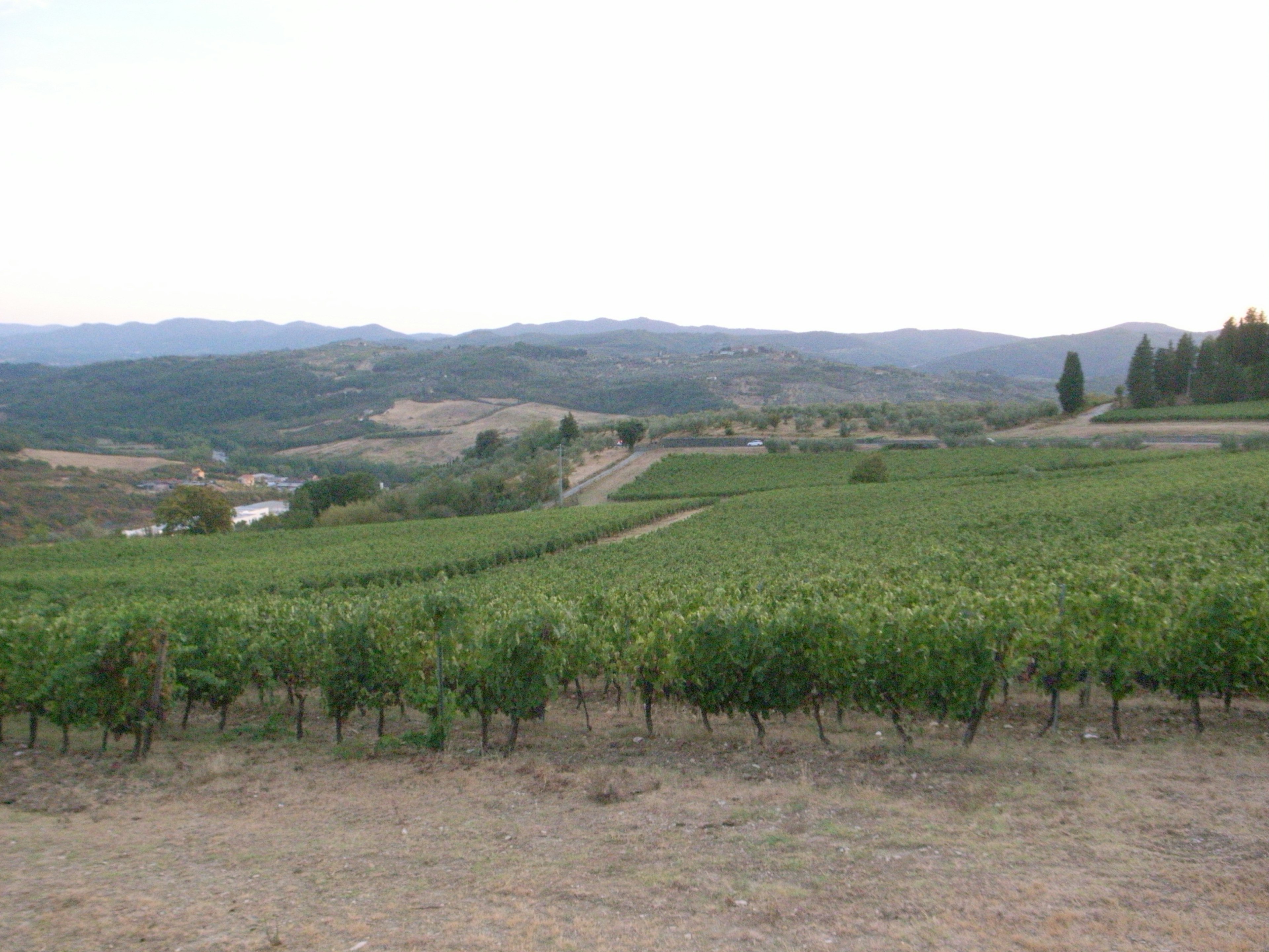 Weitläufige Weinberglanschaft mit üppigen grünen Reben und fernen Bergen