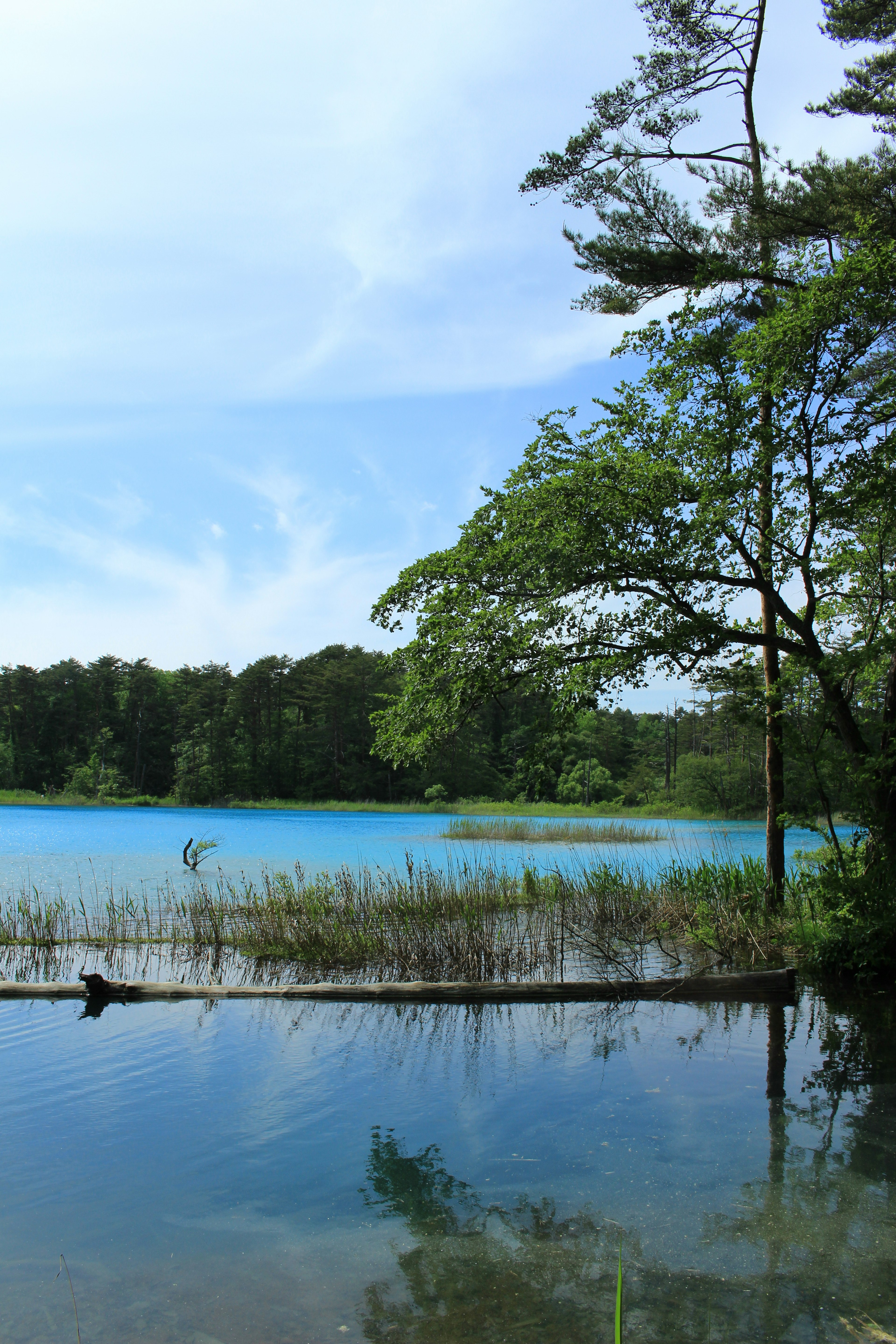 Pemandangan danau biru dikelilingi pepohonan hijau