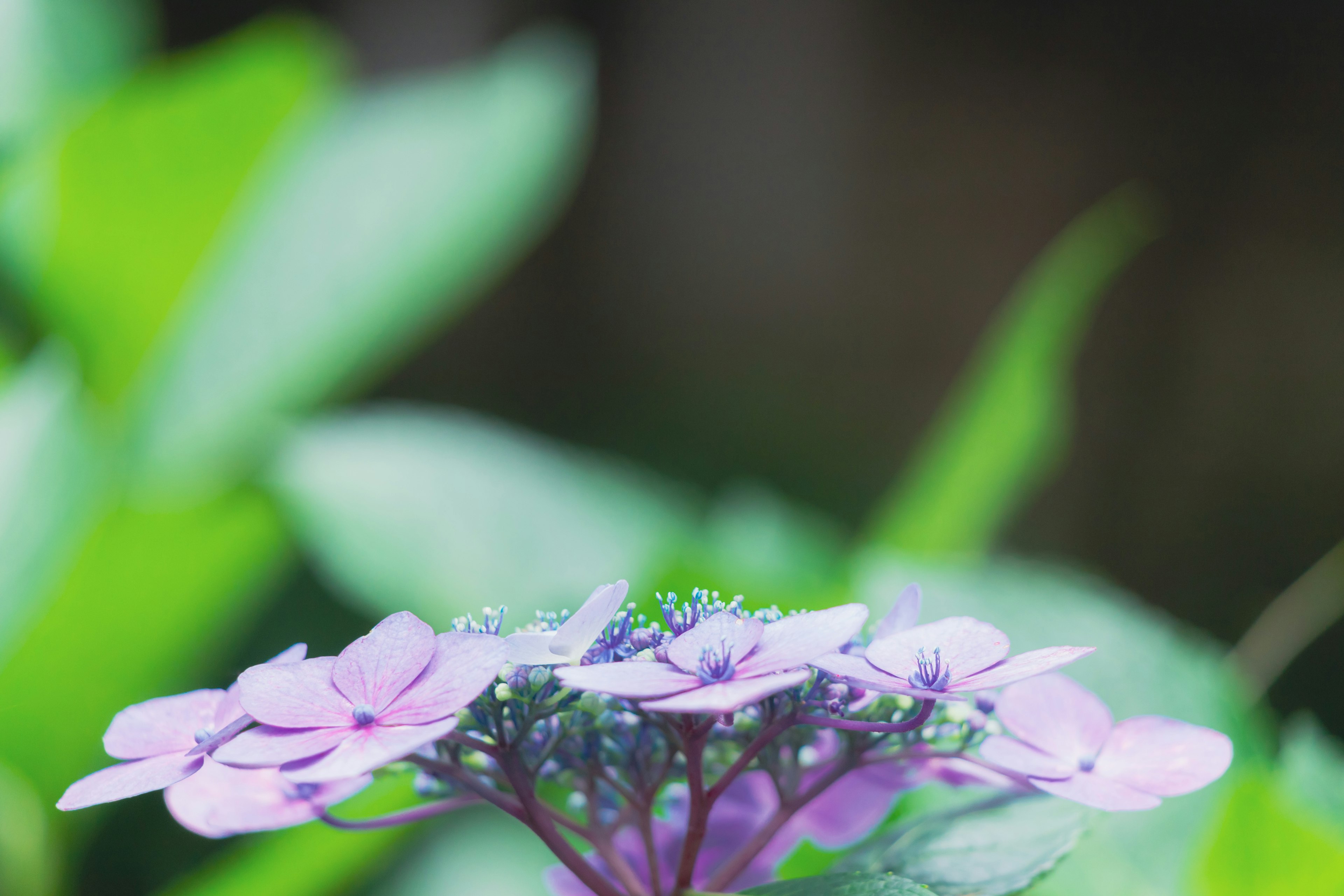 Hermosa escena con flores moradas y hojas verdes