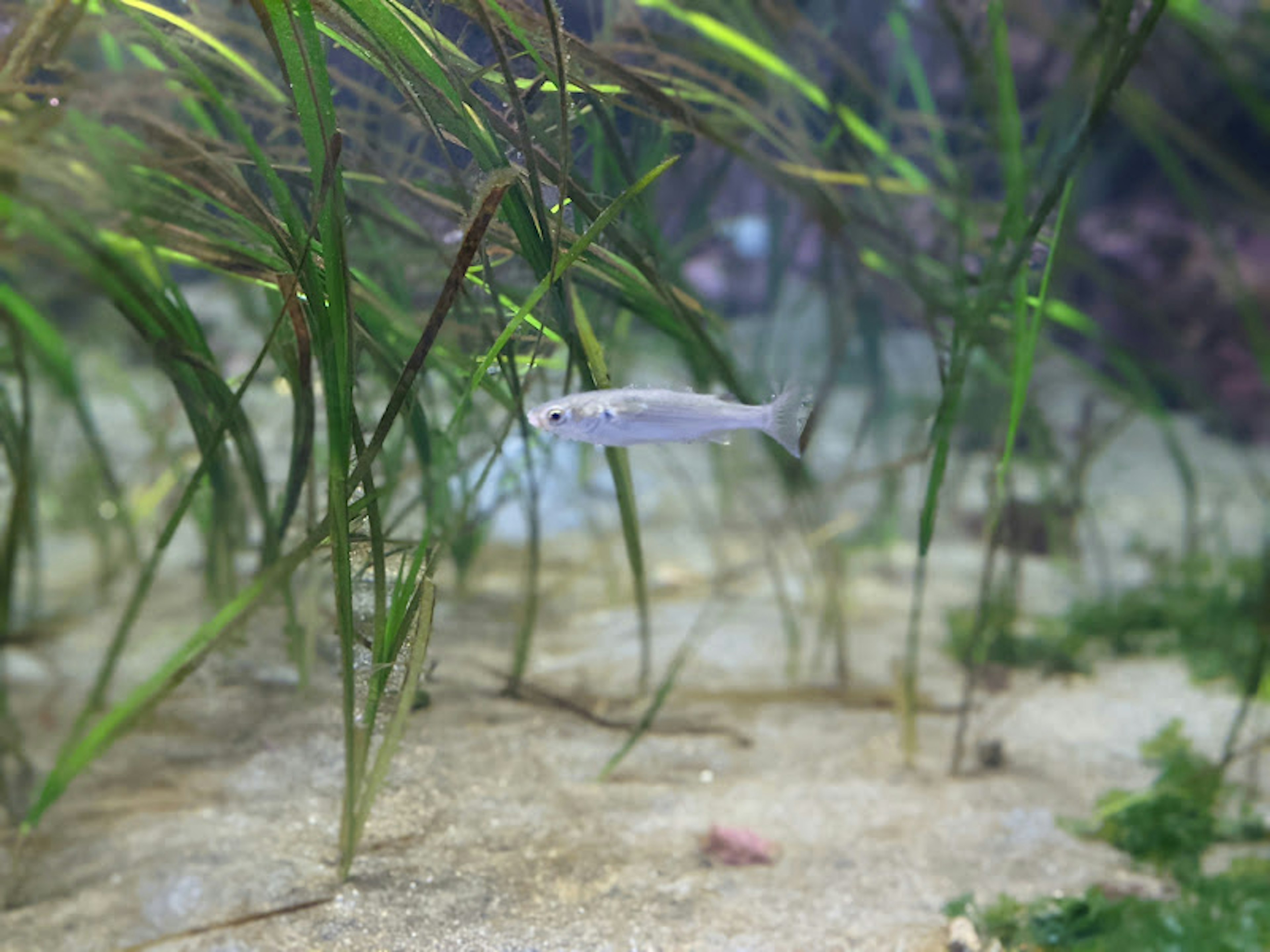 Kleiner Fisch schwimmt zwischen Wasserpflanzen