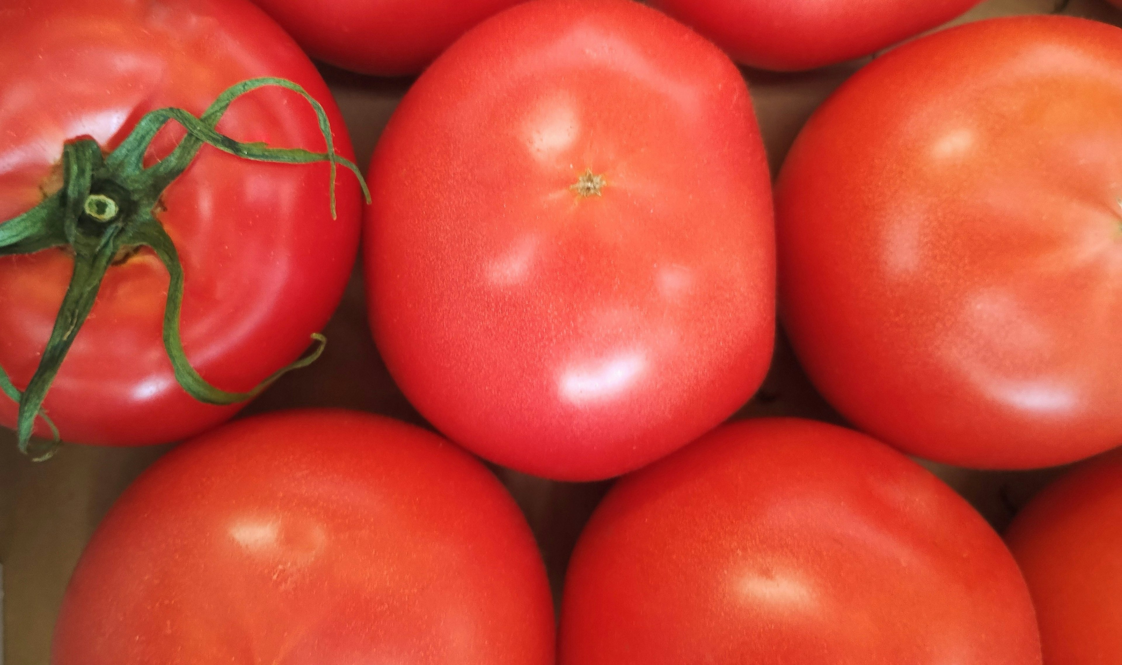 A box filled with vibrant red tomatoes arranged closely together