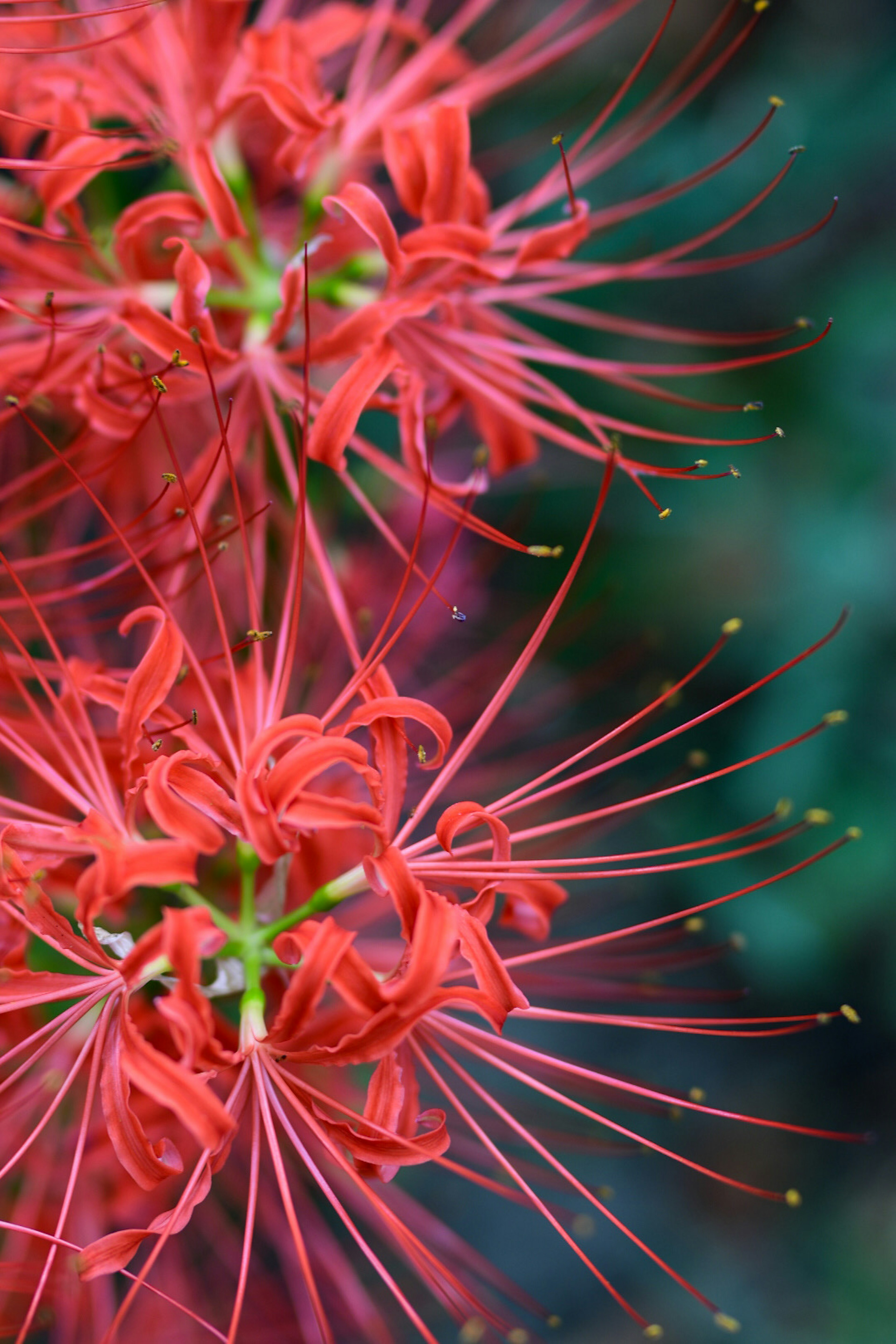 Close-up of vibrant red flowers with long petals