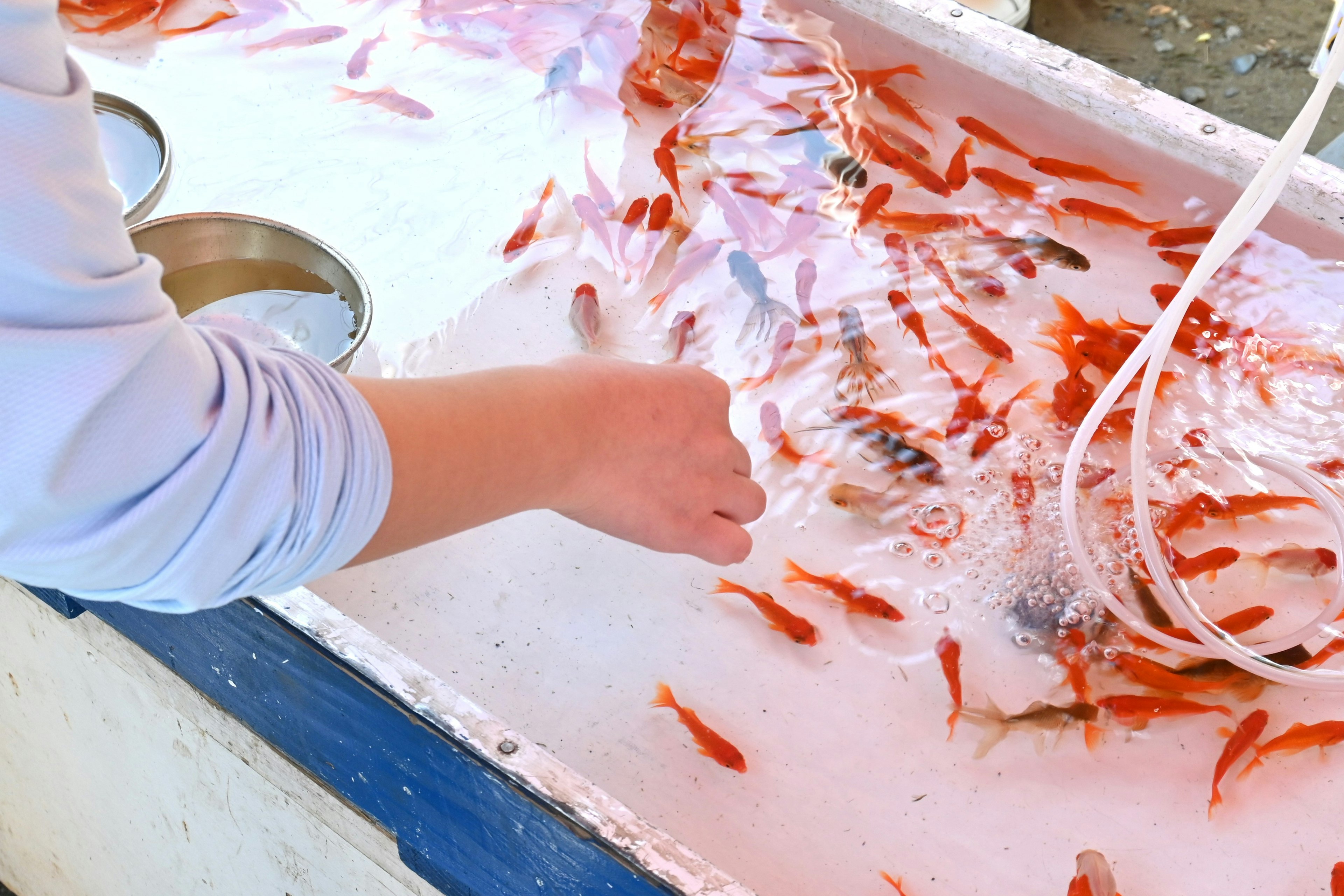 Child reaching into a tank of goldfish