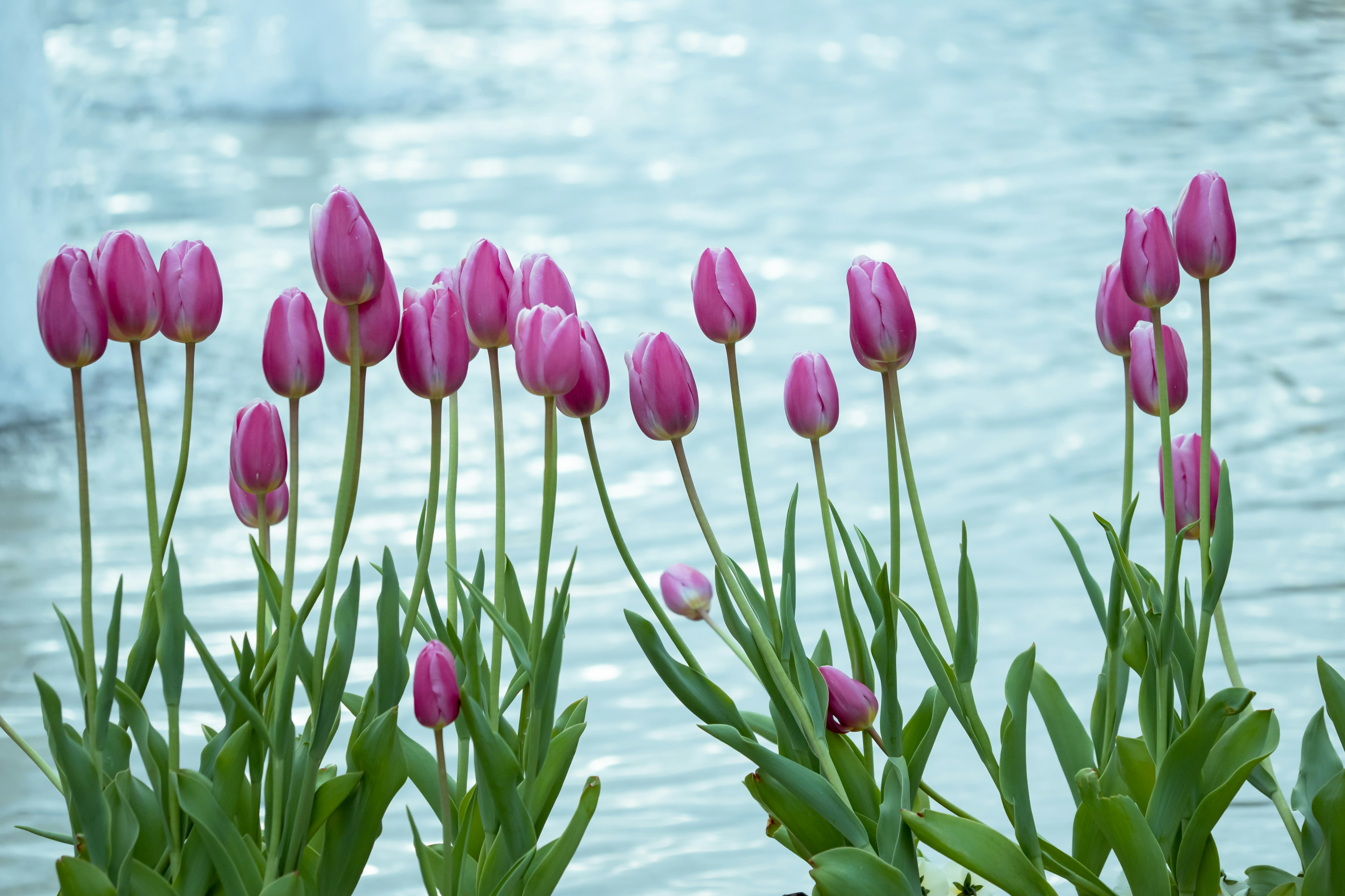 Pink tulips blooming near water