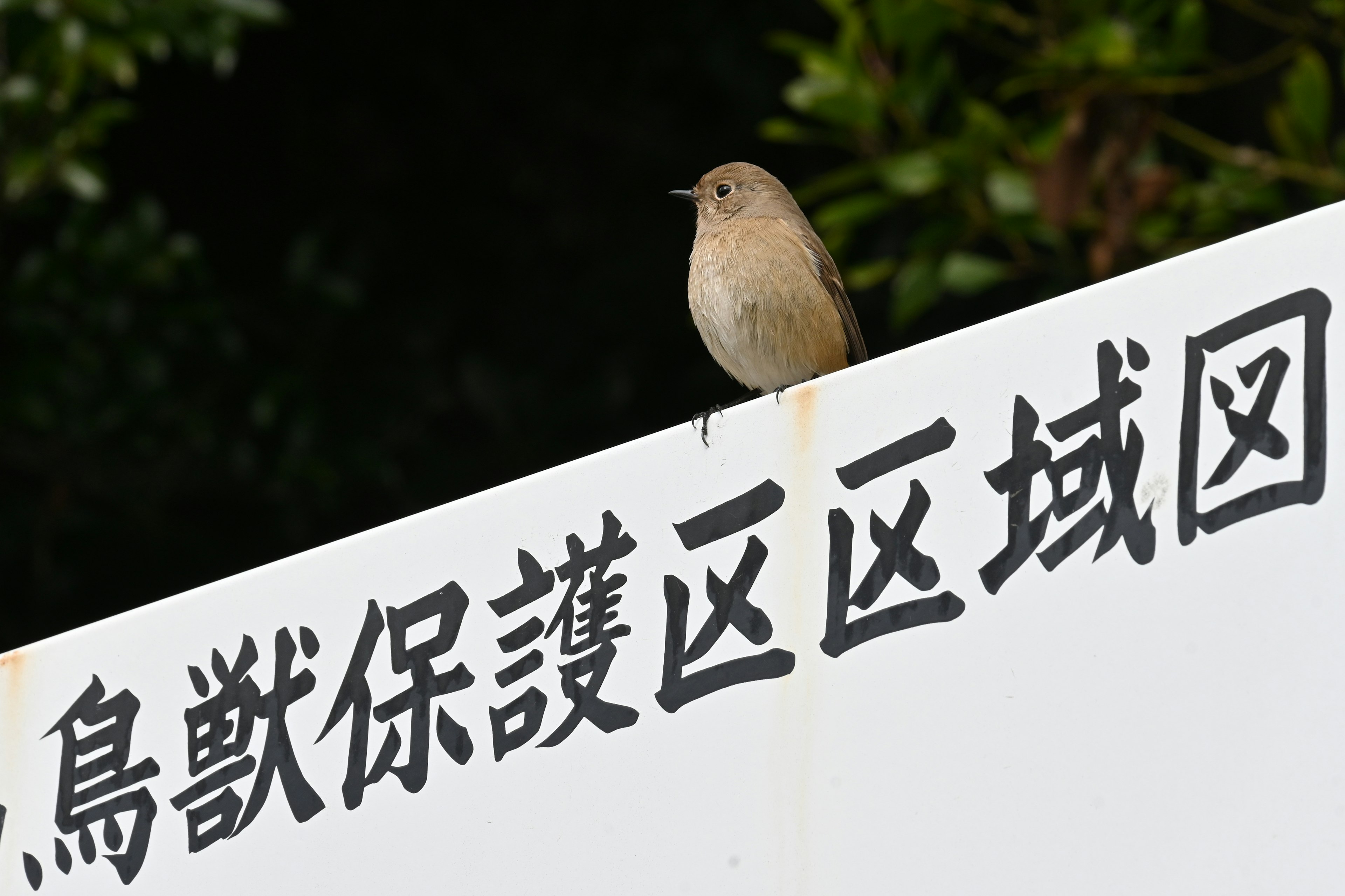 看板の上にいる小鳥と鳥類保護区の文字