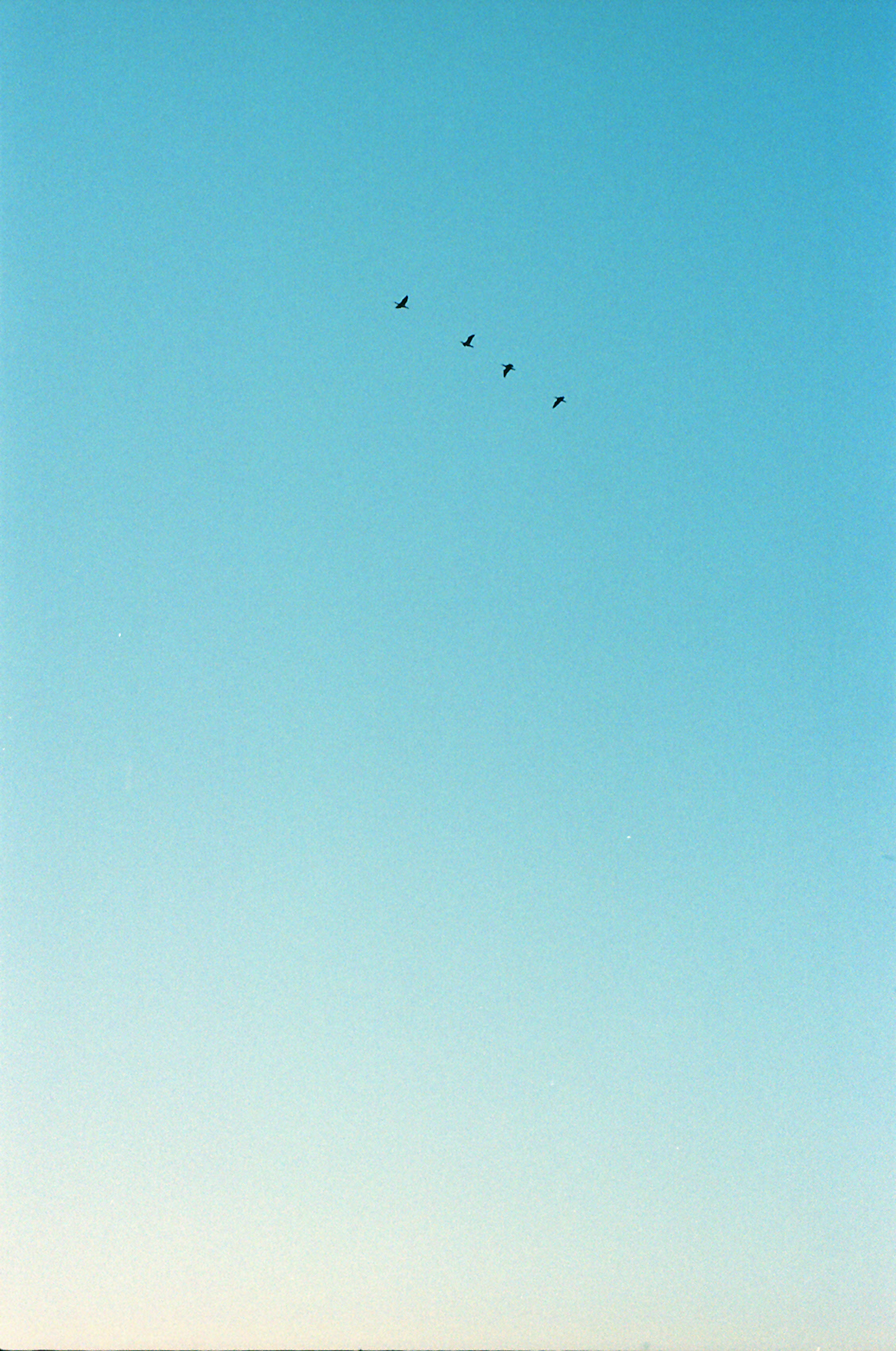 Eine Gruppe kleiner Vögel fliegt in einem blauen Himmel