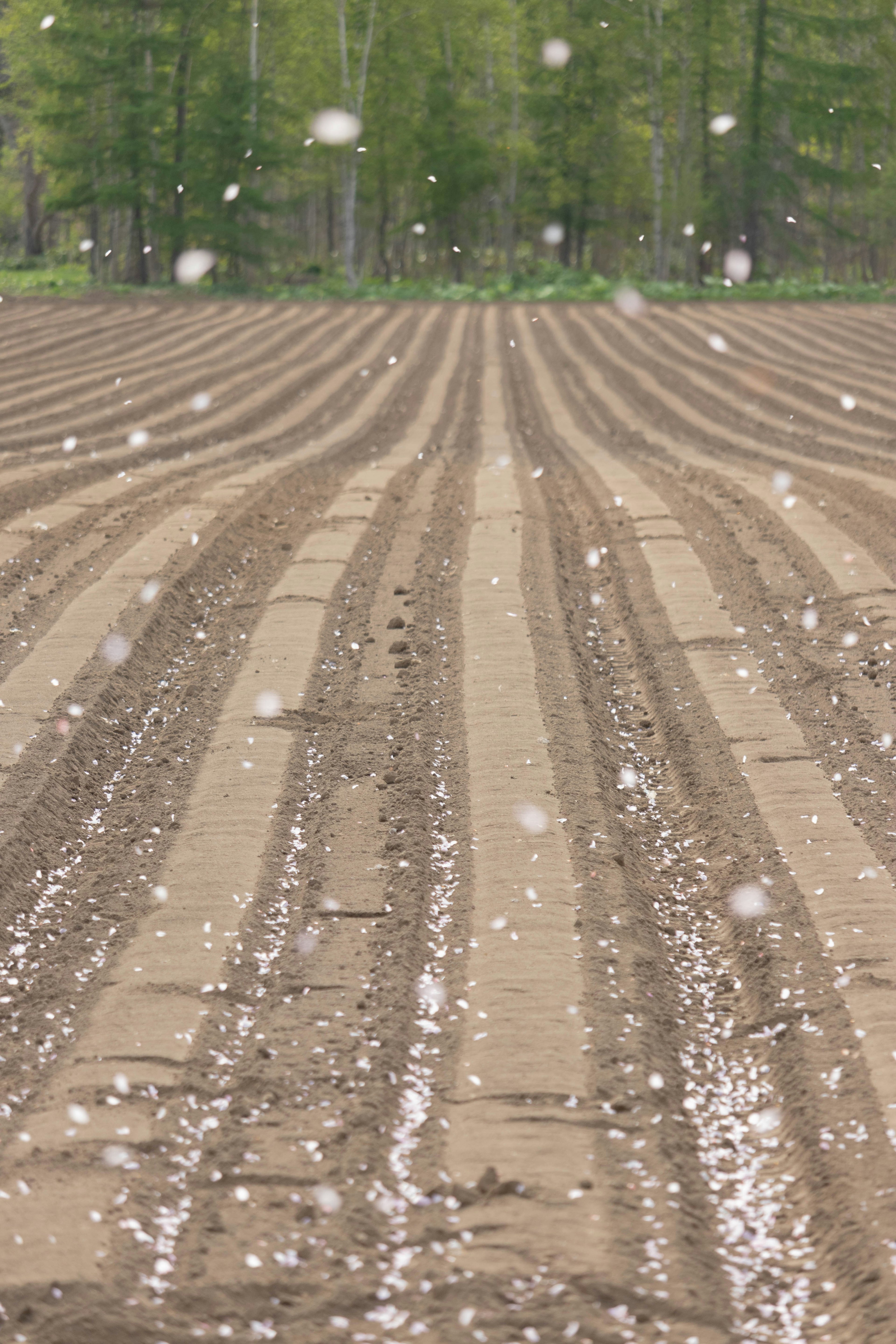 Foto di terra coltivata con tracce d'acqua in un campo agricolo